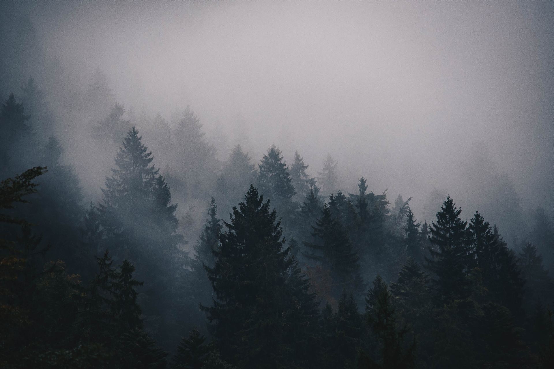 1920x1280 Foggy Forest Wallpaper, Desktop