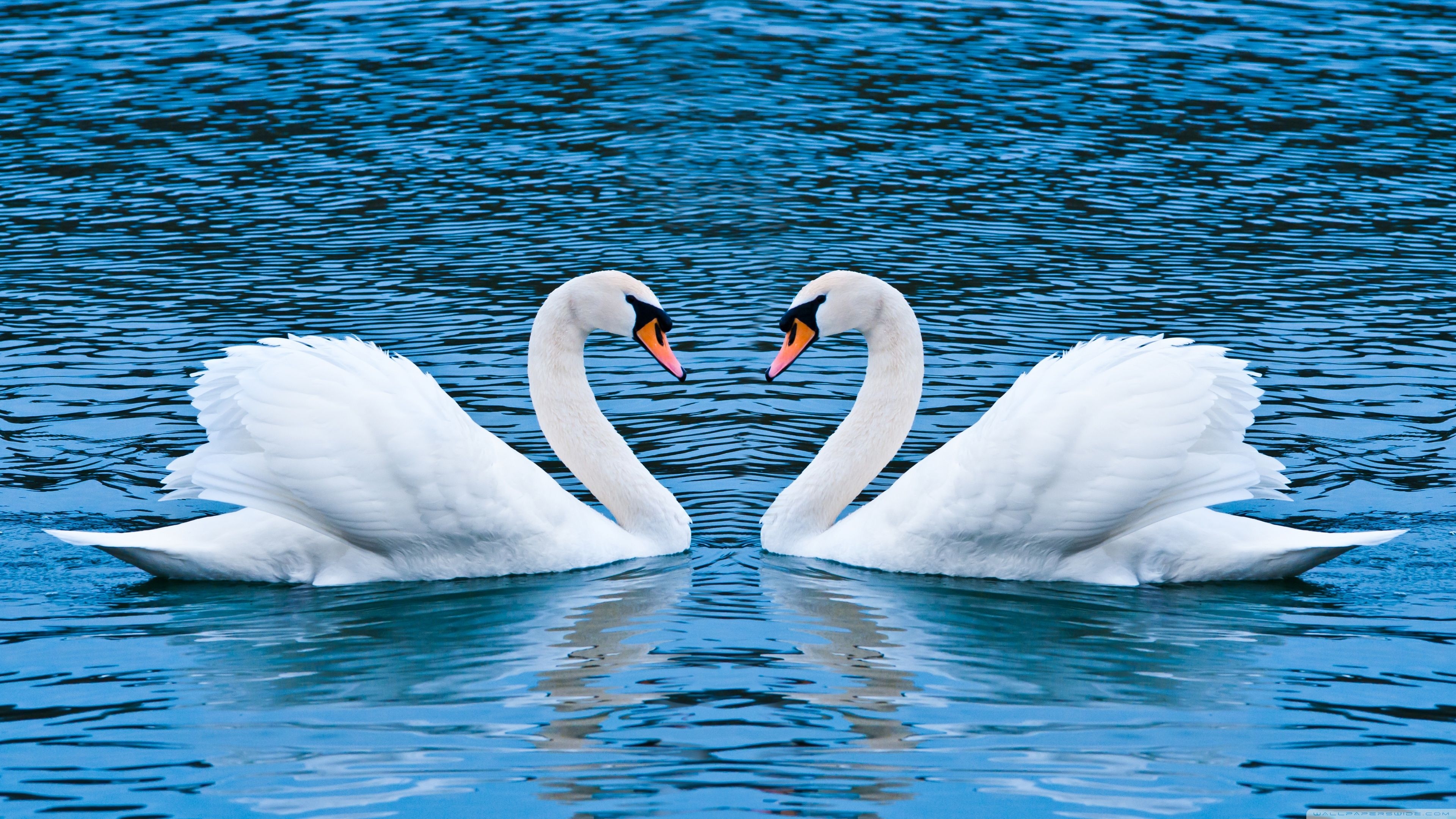 3840x2160 Two Swans HD desktop wallpaper, Widescreen, Fullscreen, Mobile, Desktop