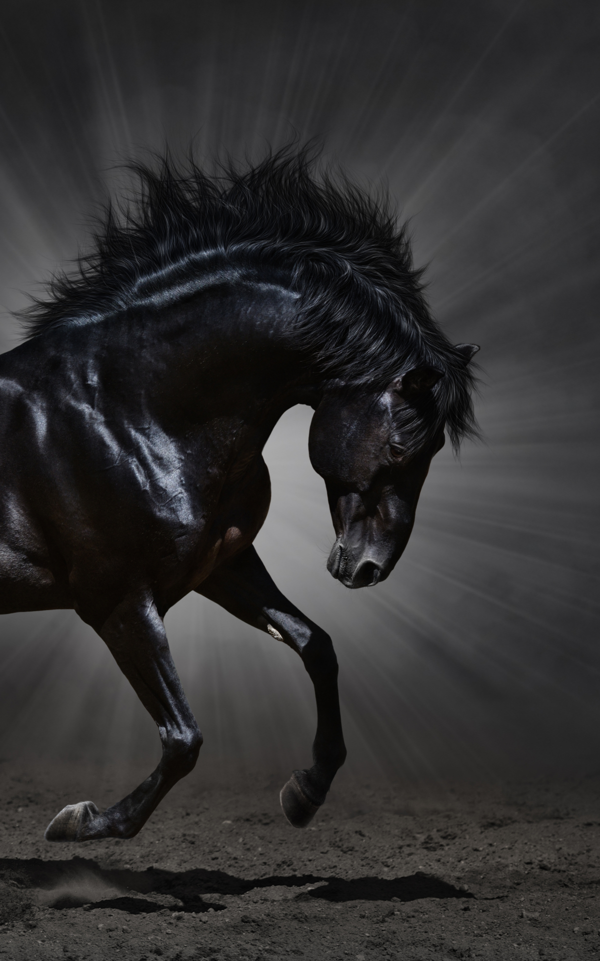 1200x1920 Animal Horse () Wallpaper, Phone