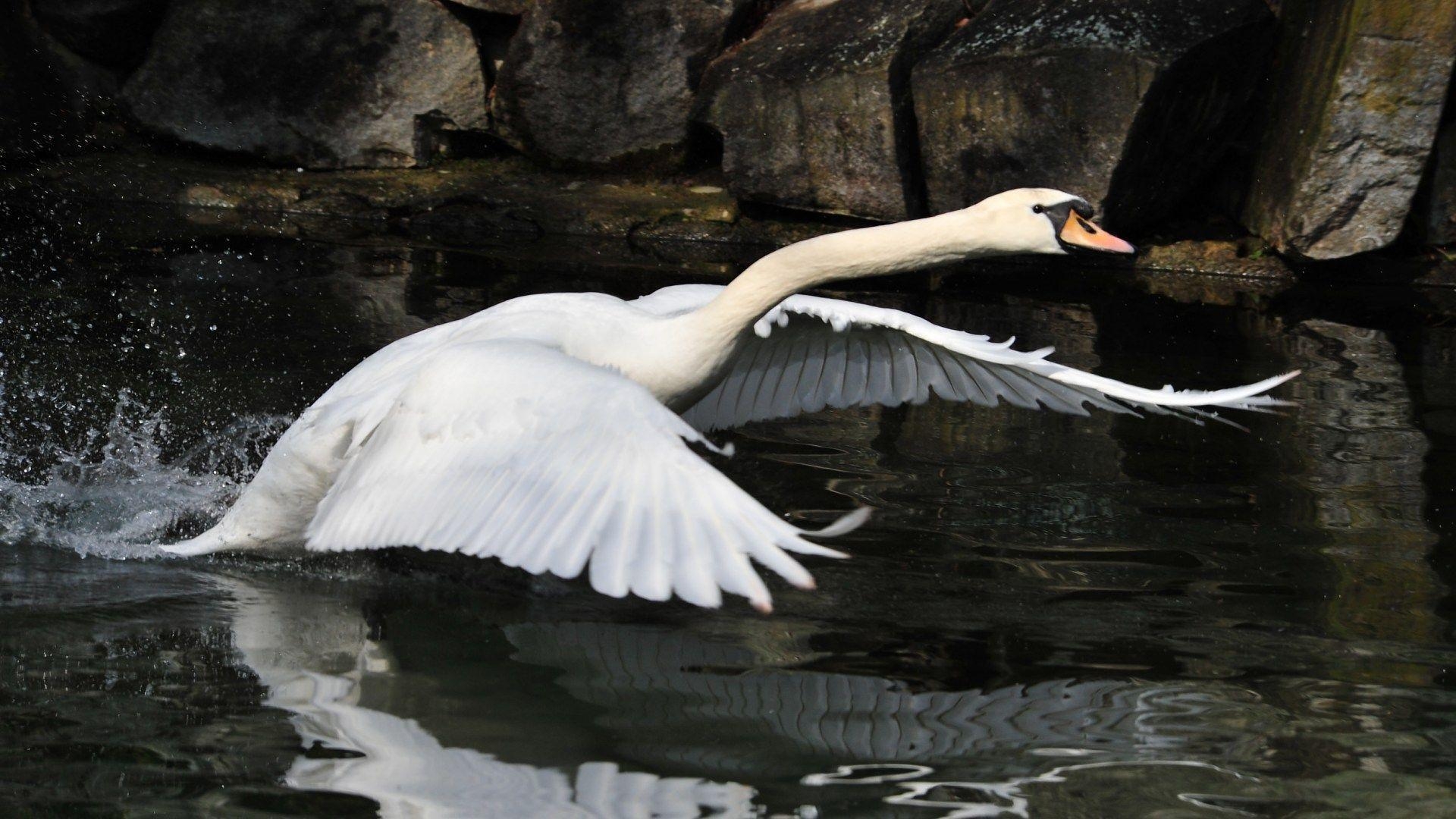 1920x1080 Swan In The Lake « Other Cute Animals « HD Animal Wallpaper, Desktop