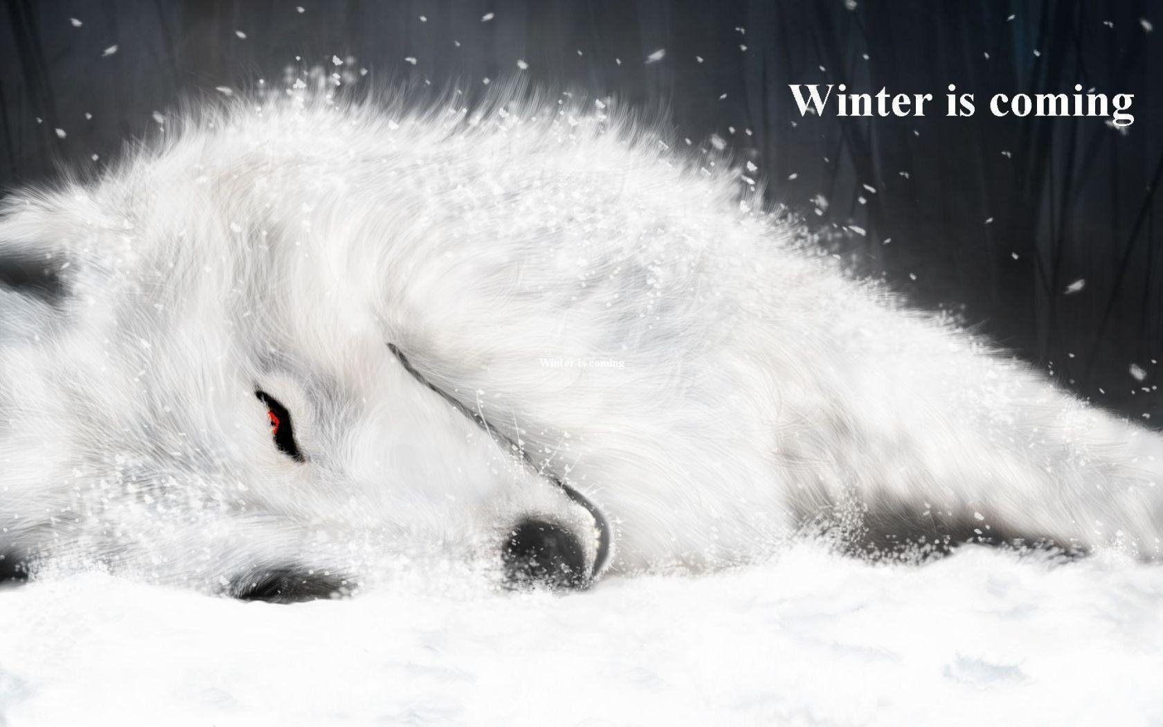 1680x1050 White Wolf widescreen wallpaper. Wide, Desktop