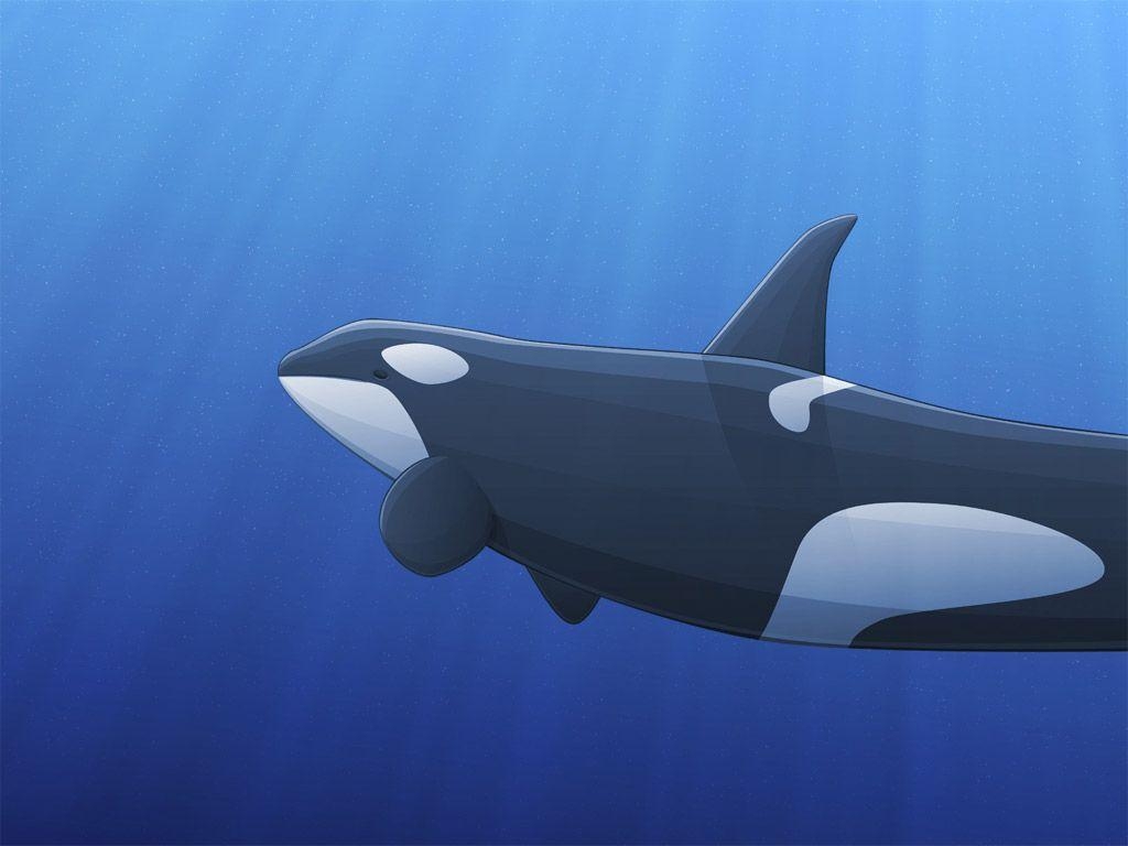 1030x770 Wallpaper Collections: orca, Desktop