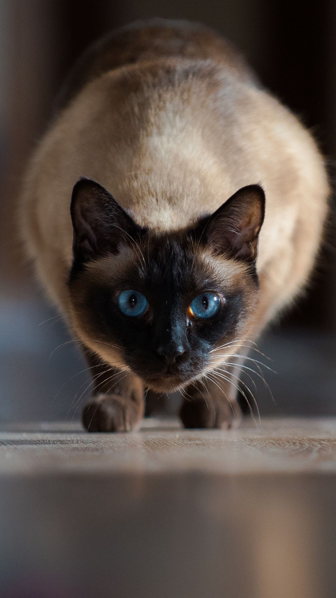 1080x1920 Siamese Cat Front View, Blue Eyes  IPhone 8 7 6 6S Plus Wallpaper, Background, Picture, Image, Phone