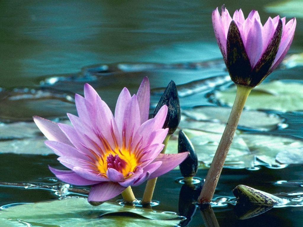 1030x770 image of Flower Wallpaper for Desktop Flower Expert, Desktop