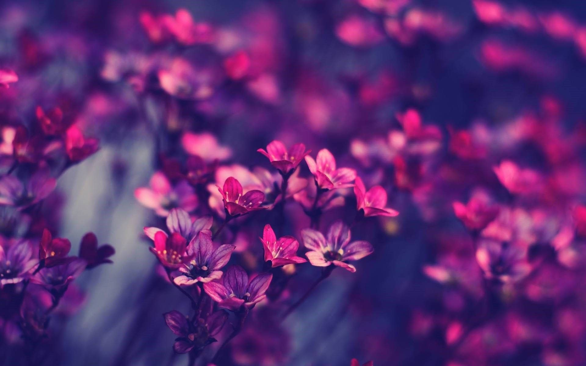 1920x1200 Download Pretty Magenta Flowers Image Wallpaper, Desktop