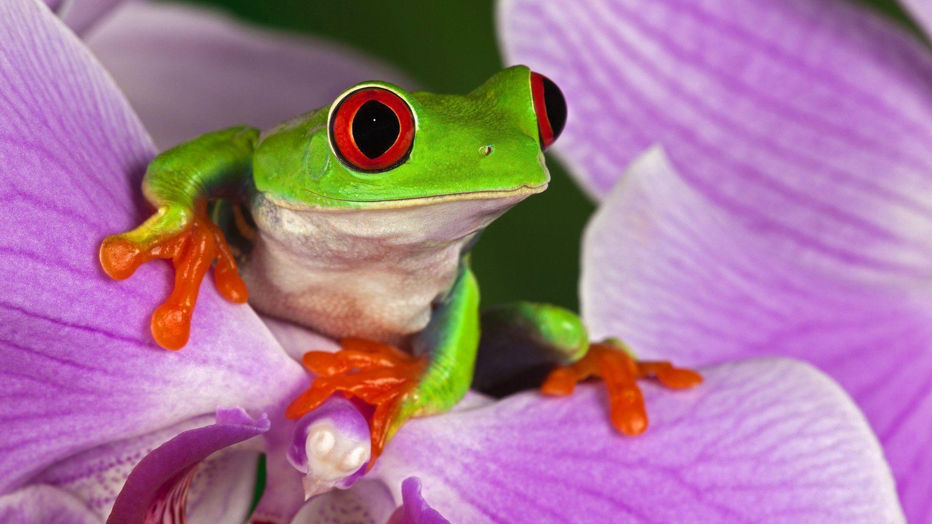 1920x1080 Red Eyed Tree Frog on Purple Flower. Macro Photo and Wallpaper, Desktop