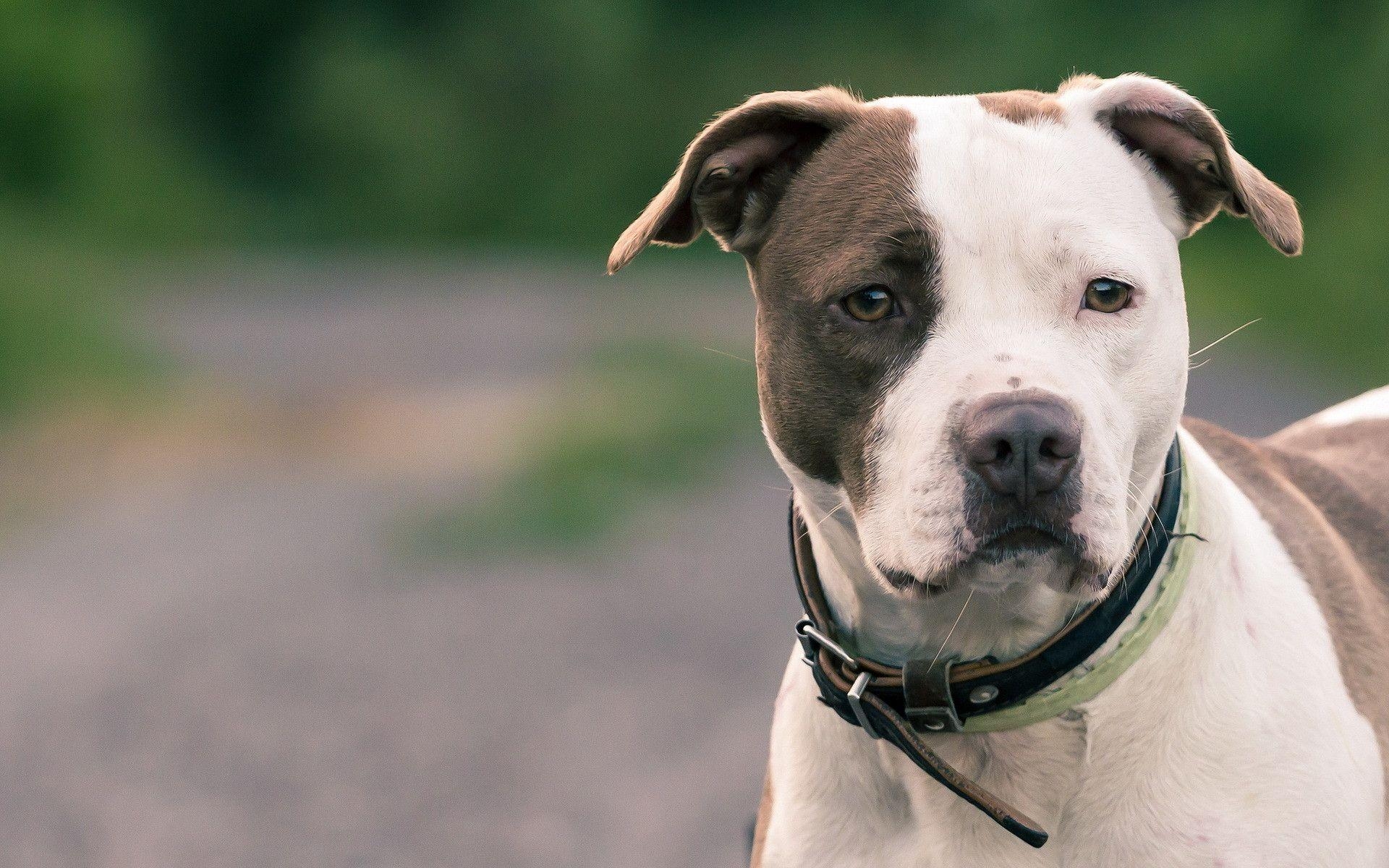 1920x1200 American Pit Bull Terrier Wallpaper. American Pit Bull Terrier, Desktop