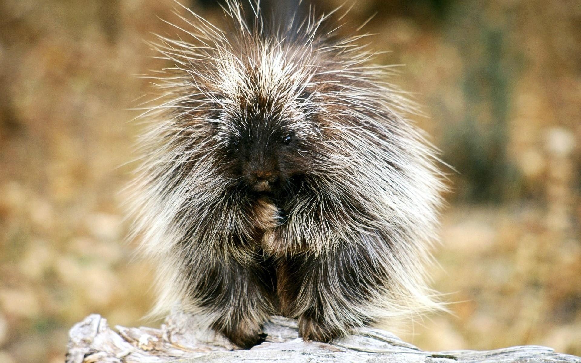 1920x1200 Porcupine HD Wallpaper and Background Image, Desktop