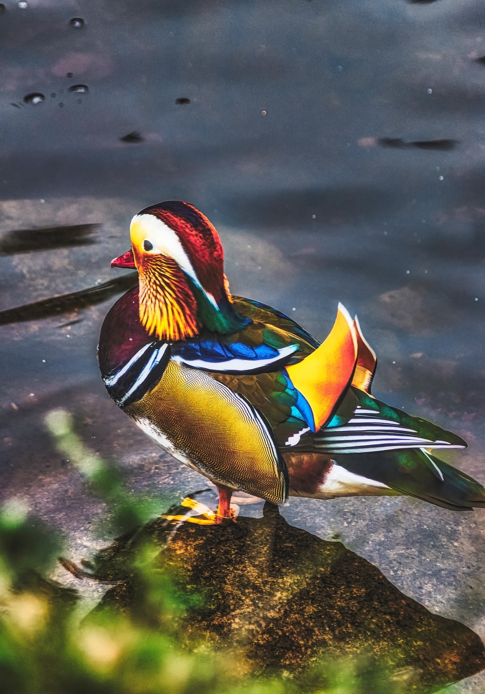 1000x1430 Mandarin Duck Picture. Download Free Image, Phone