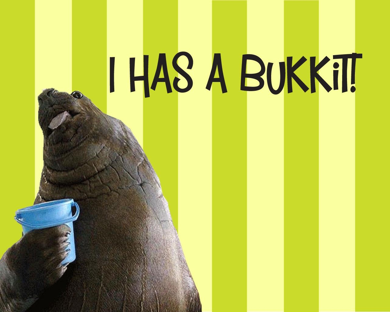 1280x1030 Walrus Wallpaper, Desktop