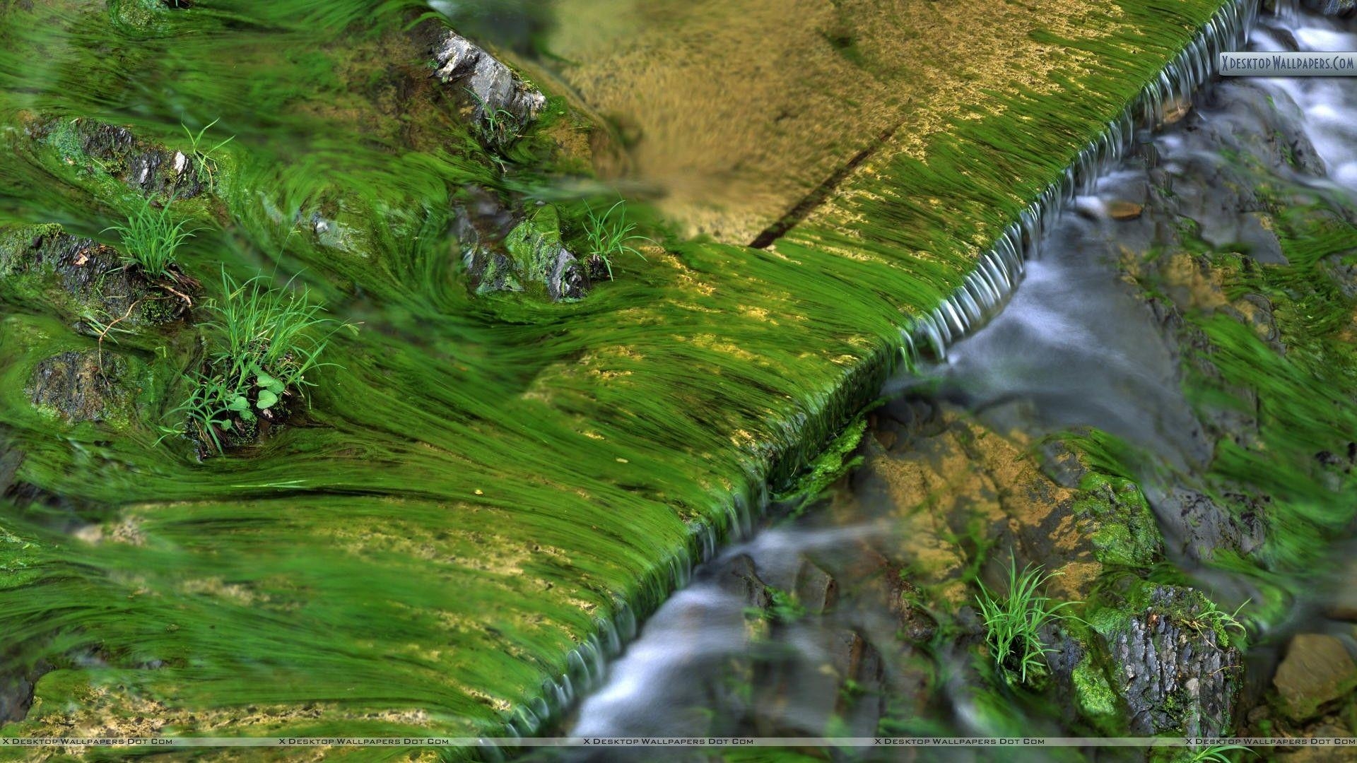 1920x1080 Algae Patterns in Harts Run, Greenbrier State Forest, West, Desktop