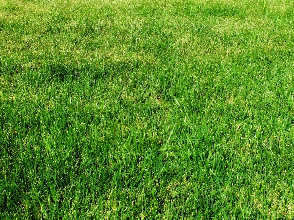 1030x770 Grass Wallpaper 7 X 1080, Desktop