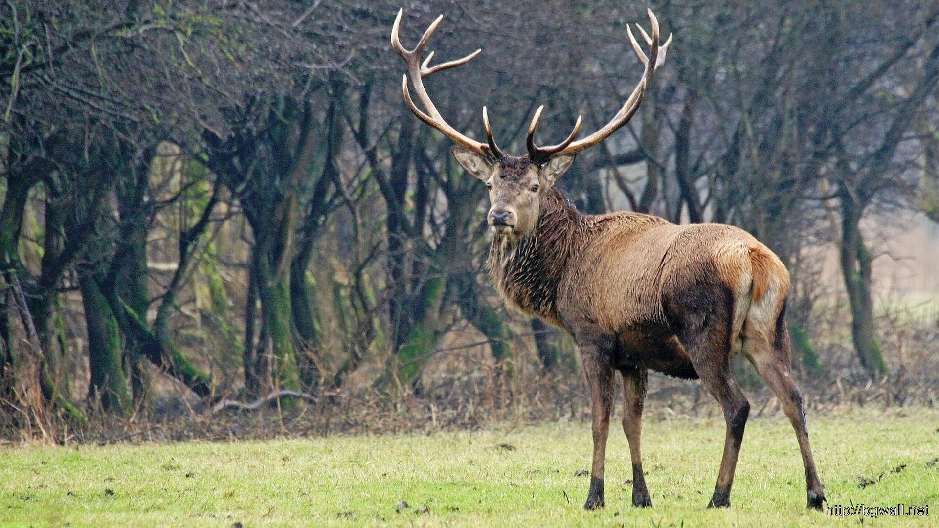 1920x1080 Big Deer Wallpaper For Desktop, Desktop