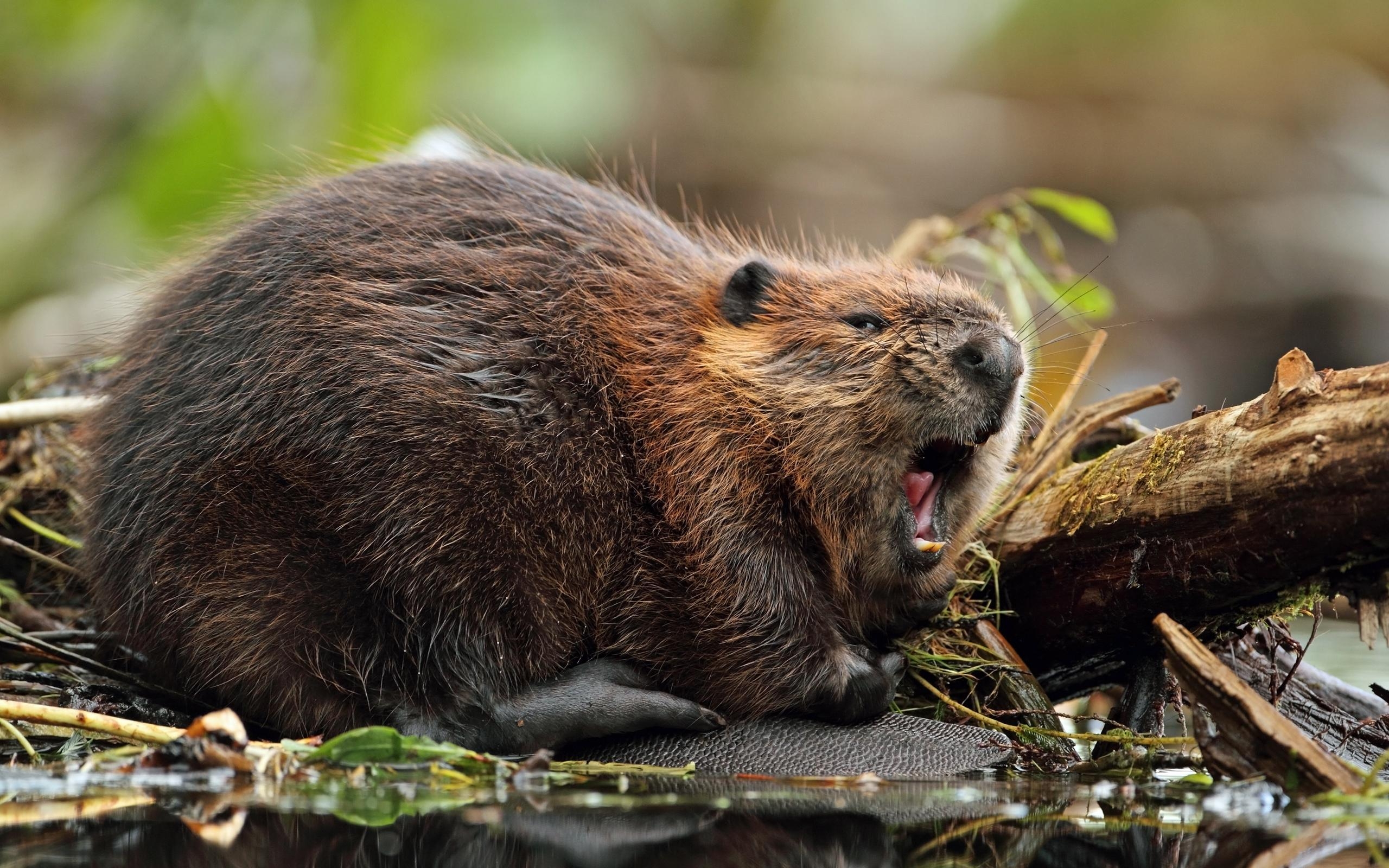 2560x1600 Beaver HD Wallpaper and Background Image, Desktop