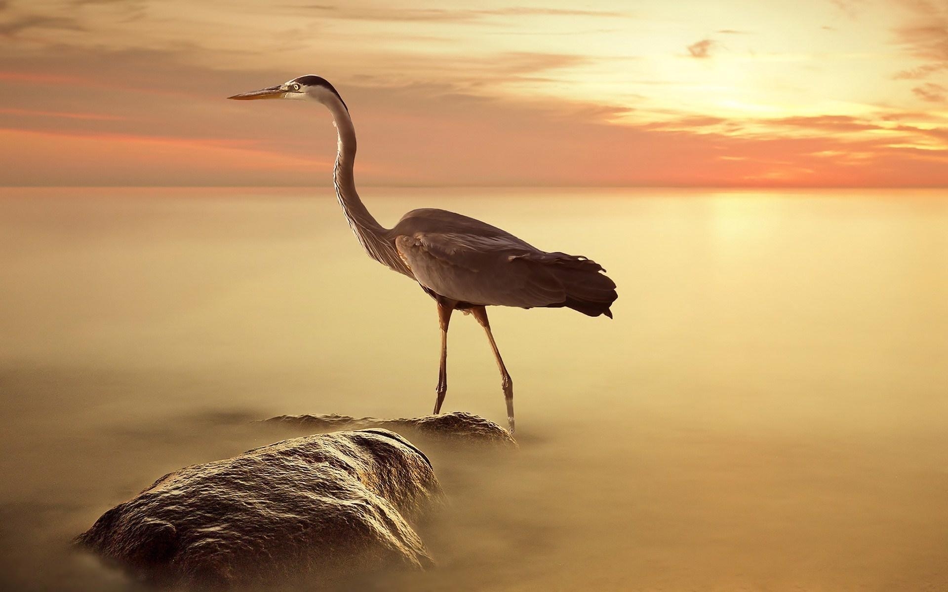 1920x1200 Heron Wallpaper, Desktop
