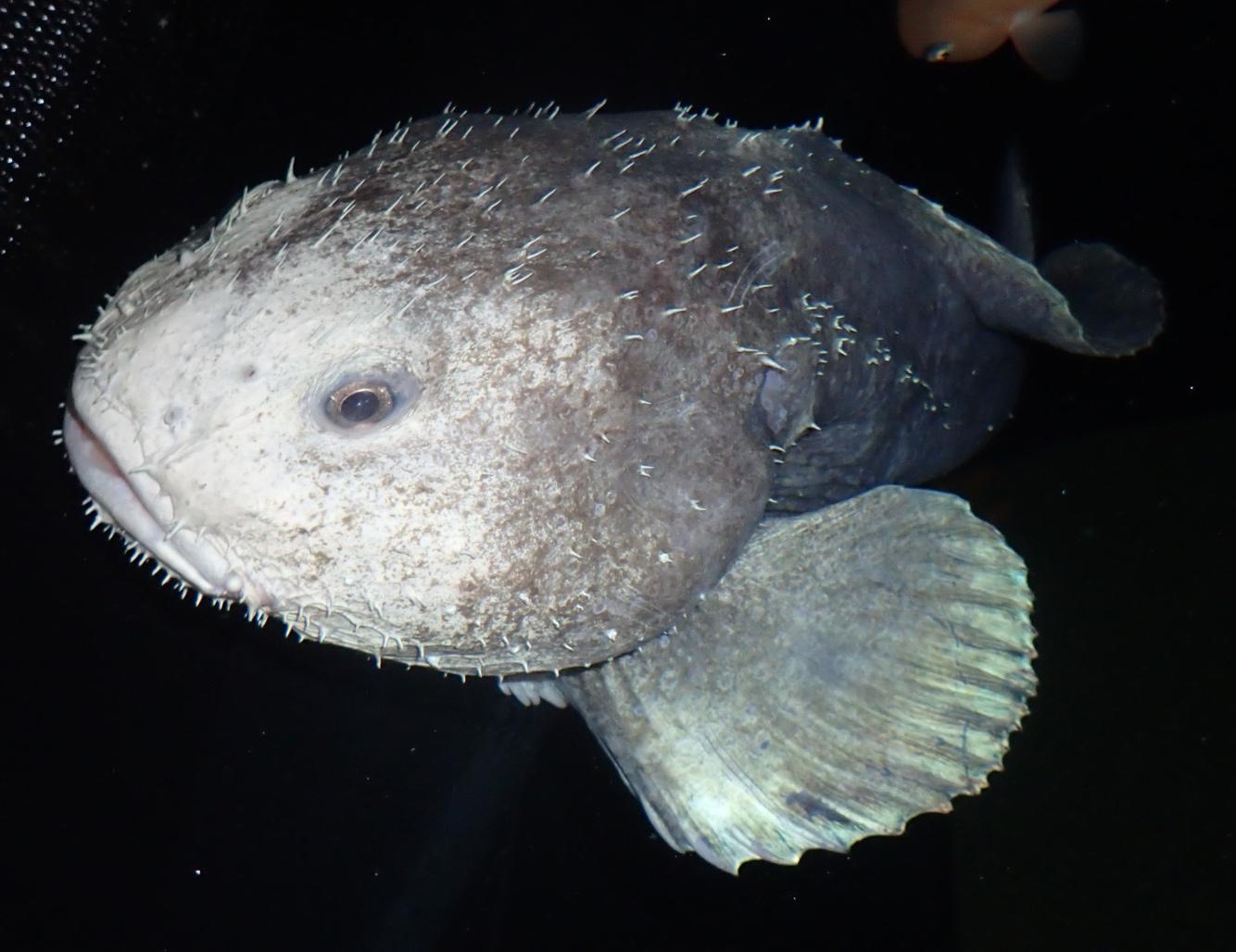 1340x1030 blob fish wallpaper, Desktop