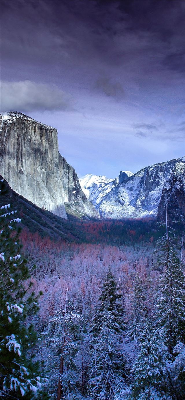 640x1390 snow forests yosemite scenery 4k iPhone 12 Wallpaper Free Download, Phone