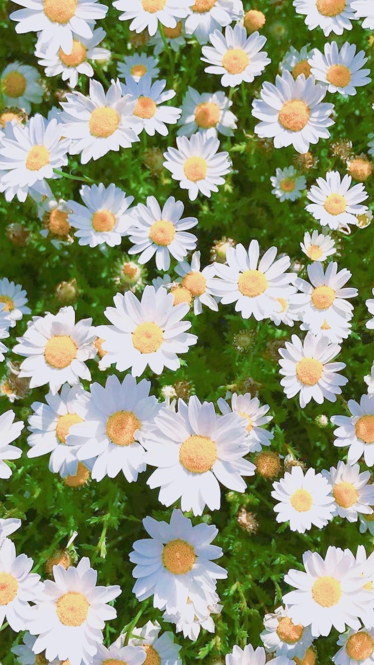 1200x2140 Daisy Aesthetic Wallpaper Free Daisy Aesthetic Background, Phone