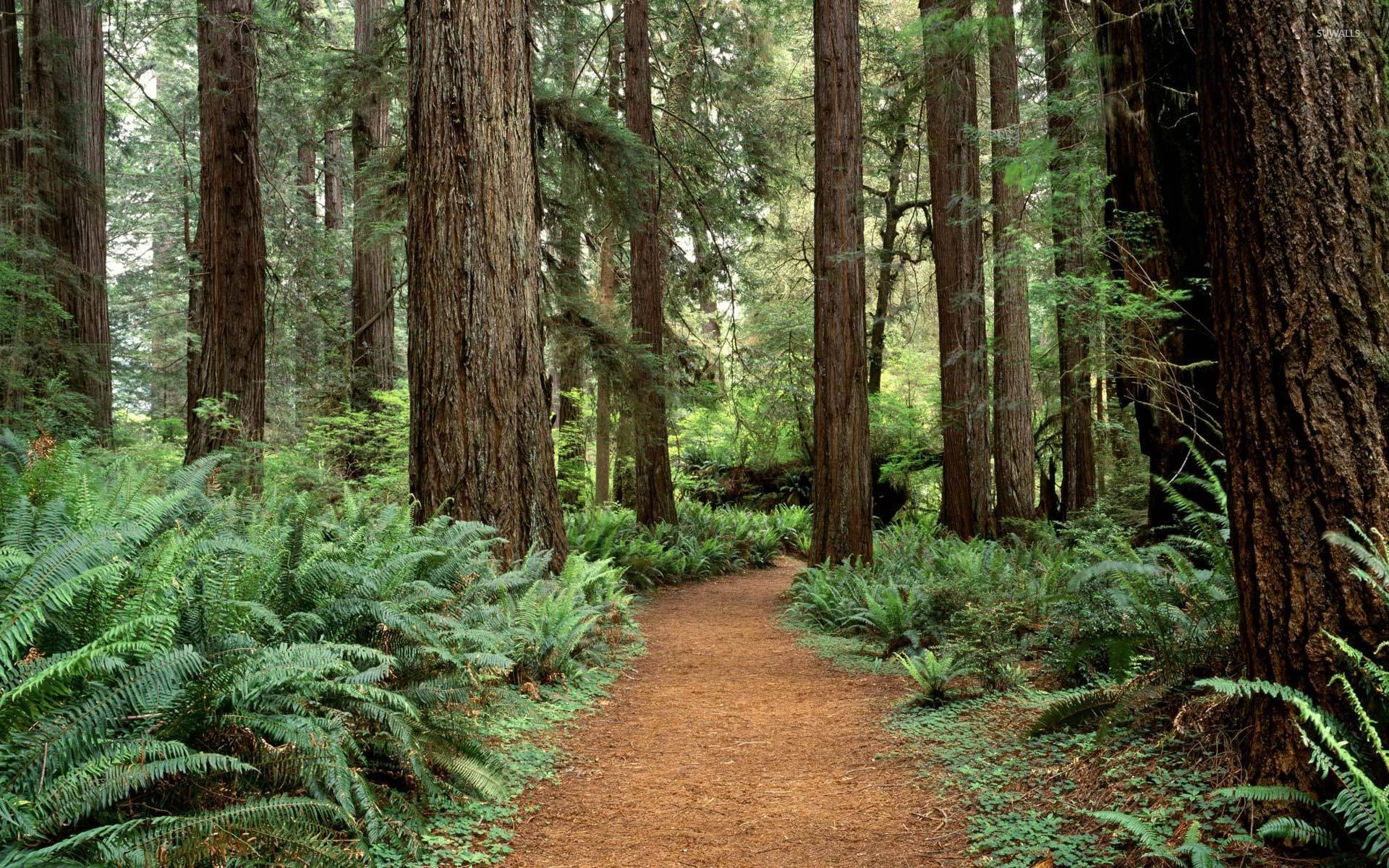1920x1200 Olympic National Park wallpaper wallpaper, Desktop