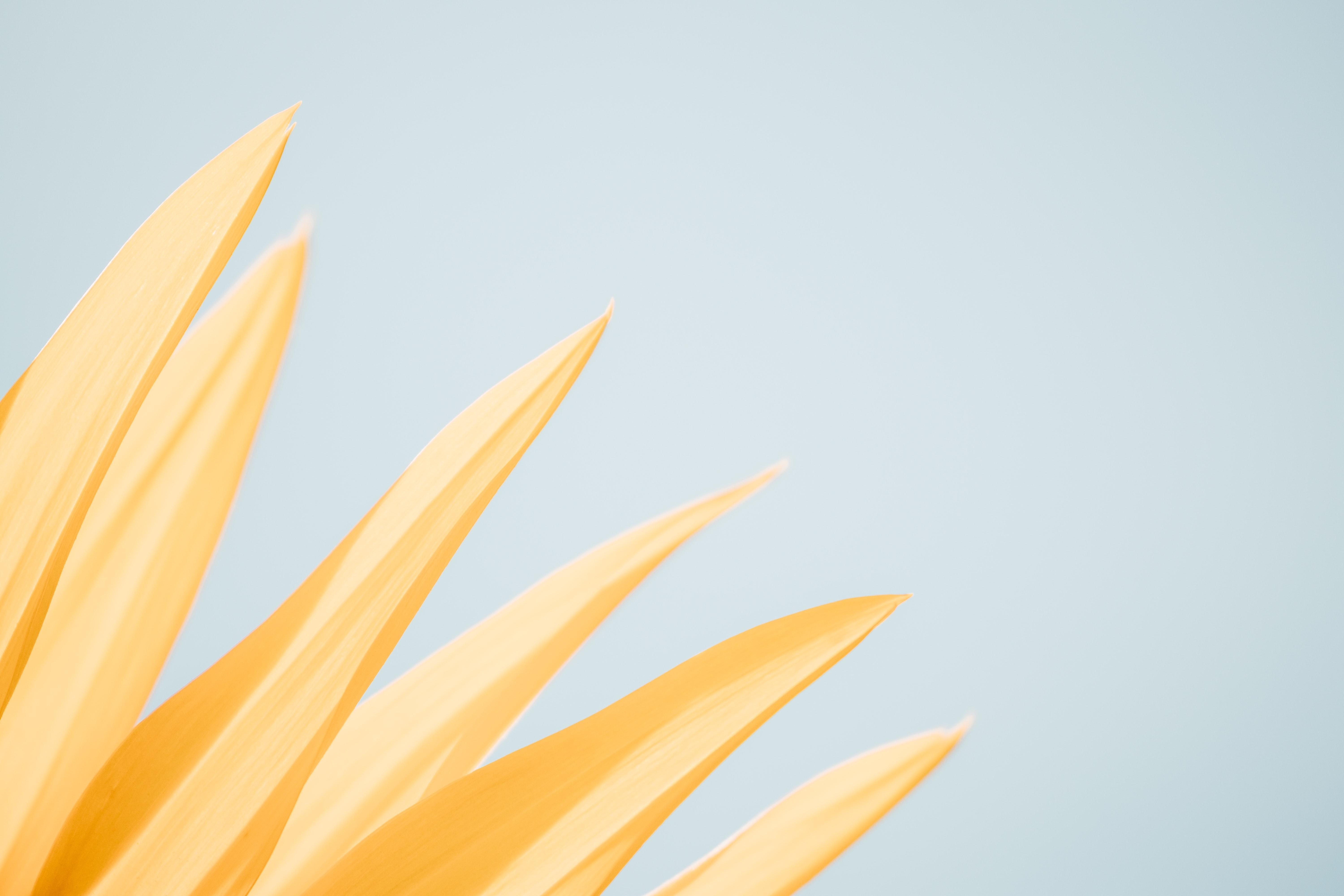 6000x4000 Windows Bacgrounds Image: Yellow Aesthetic Desktop Background, Desktop