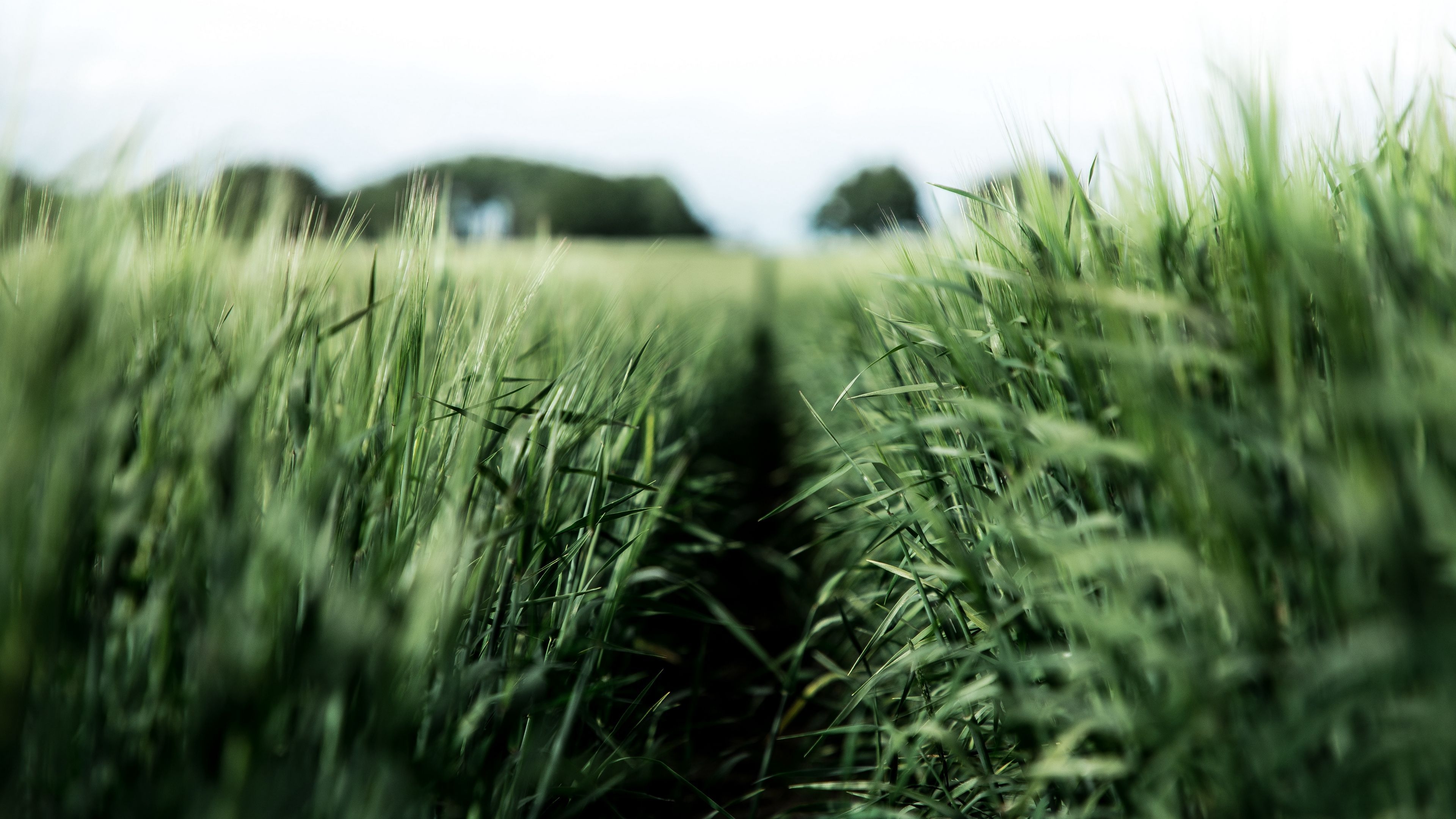 3840x2160 Download wallpaper  field, rye, green, nature, agriculture 4k uhd 16:9 HD background, Desktop