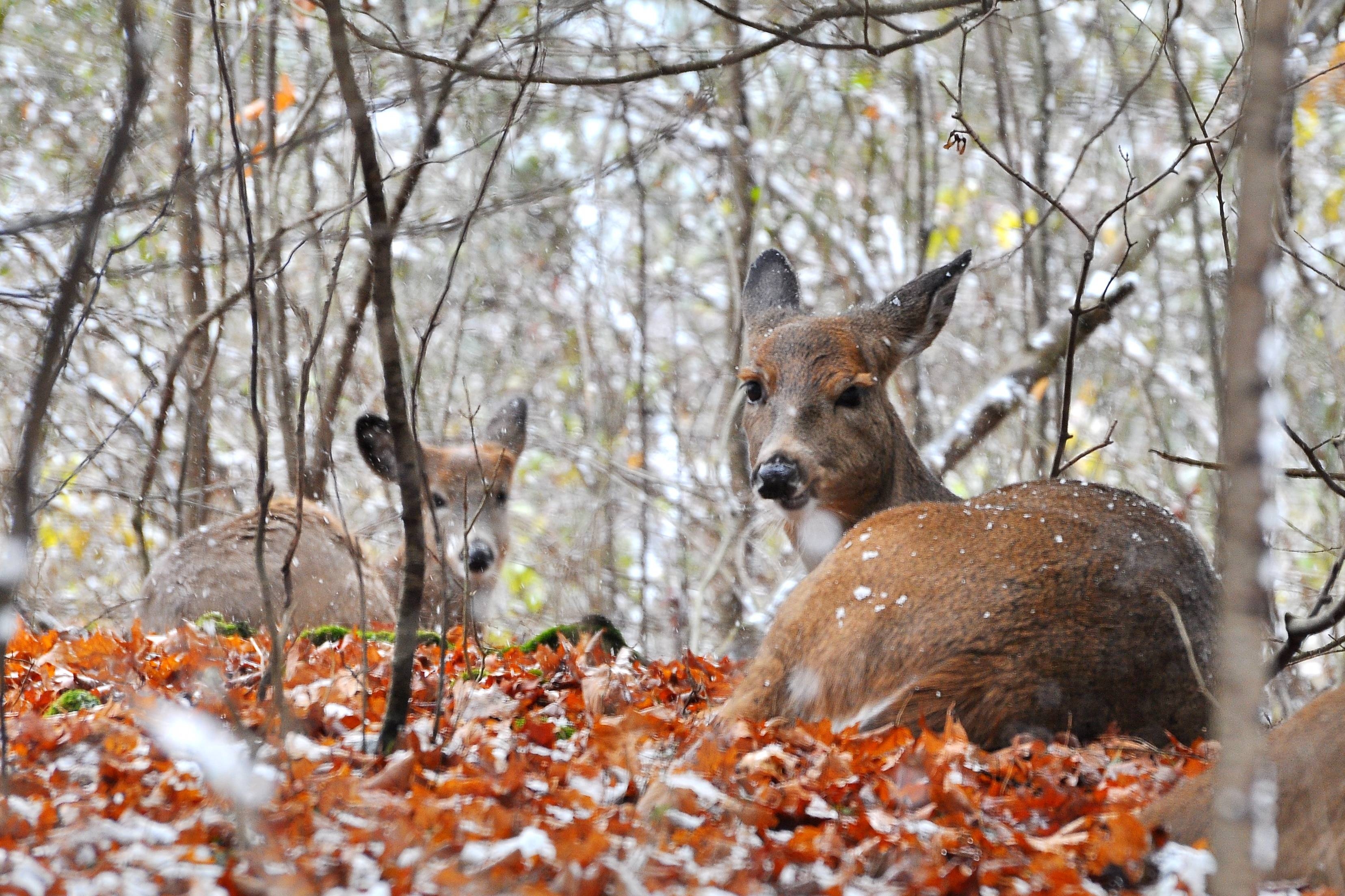 3320x2210 whitetail deer wallpaper border, Desktop