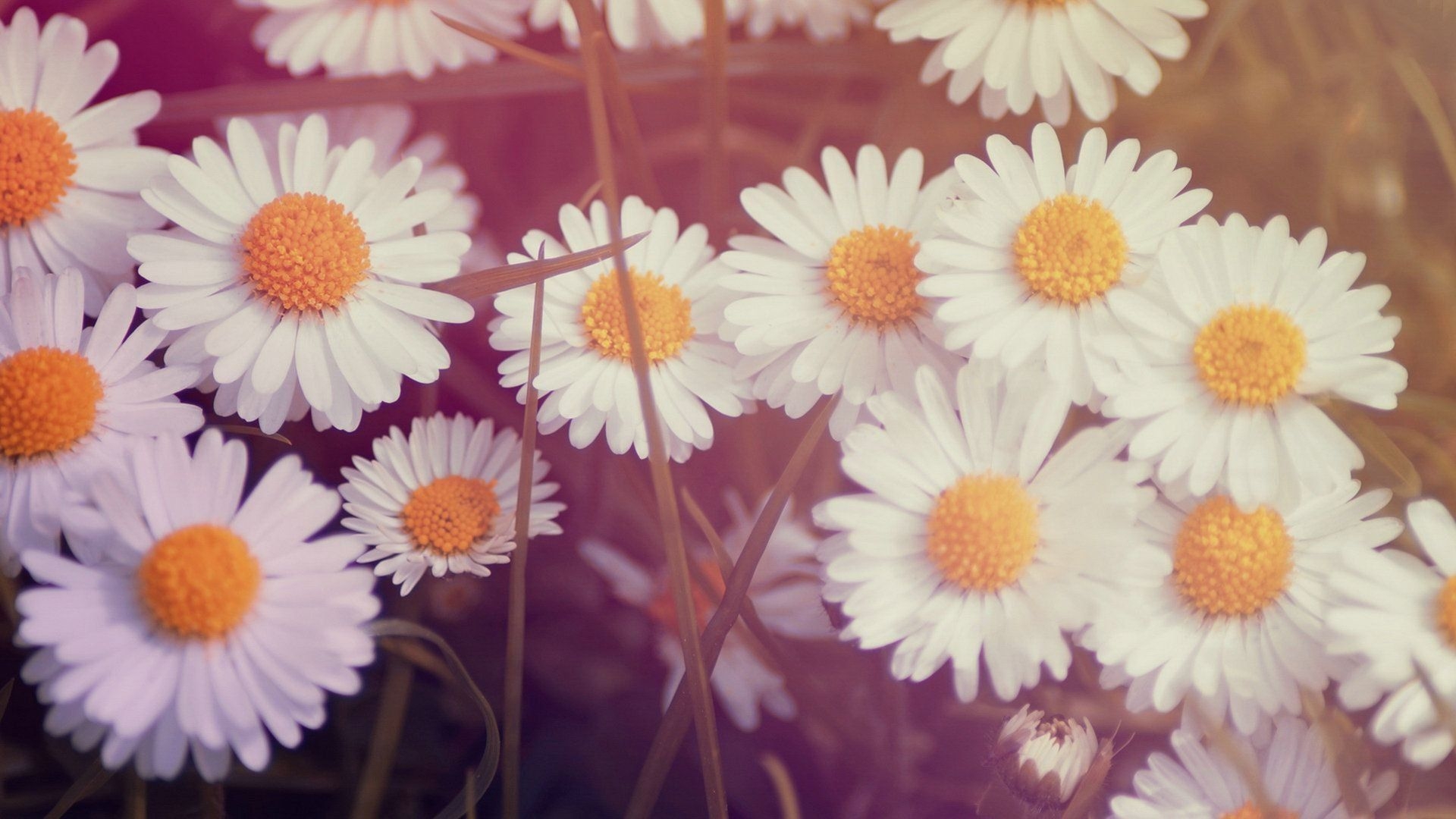 1920x1080 Cute Flower Wallpaper For Laptop, Desktop