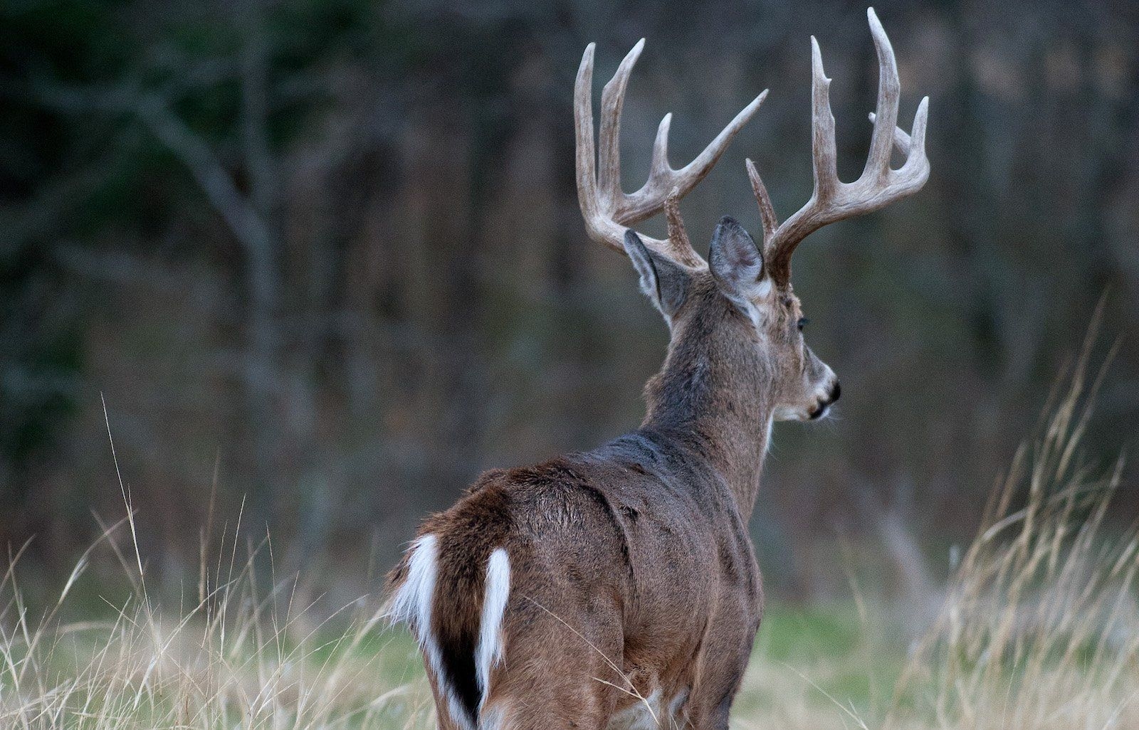 1600x1030 How Long Do White Tailed Deer Live?, Desktop