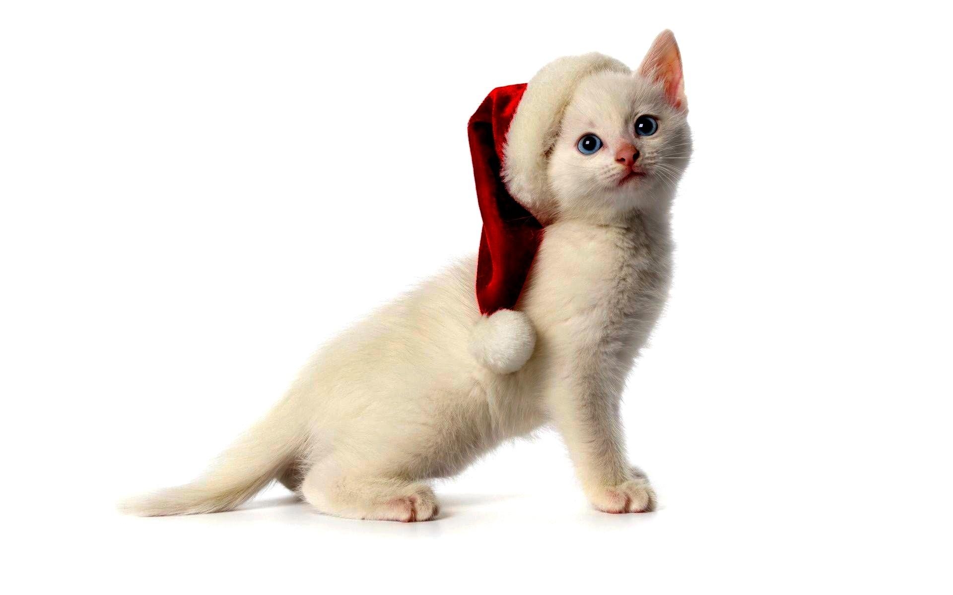 1920x1200 Cute Christmas Hat Cat Santa Nice Wallpaper Baby, Desktop