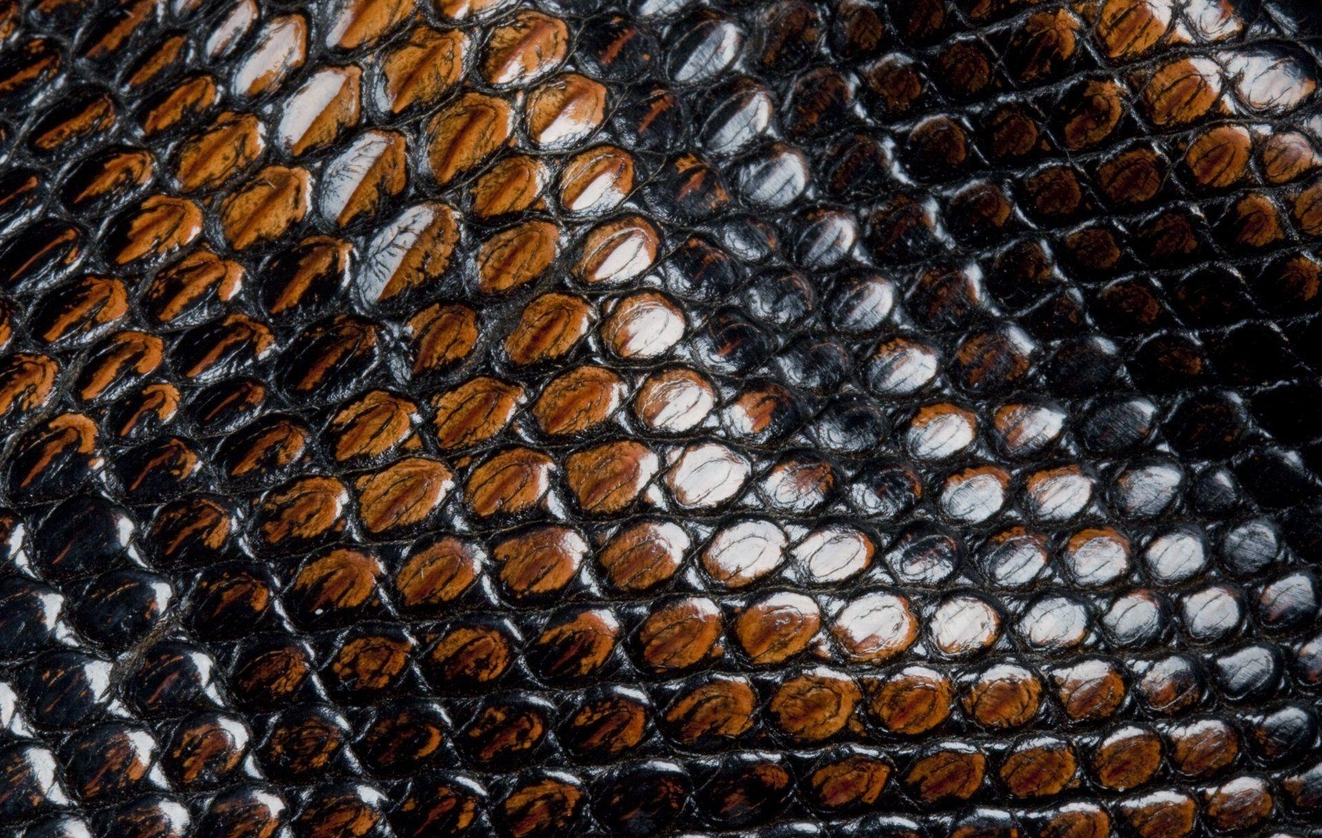 1920x1220 leather snakes scales animal texture HD wallpaper, Desktop