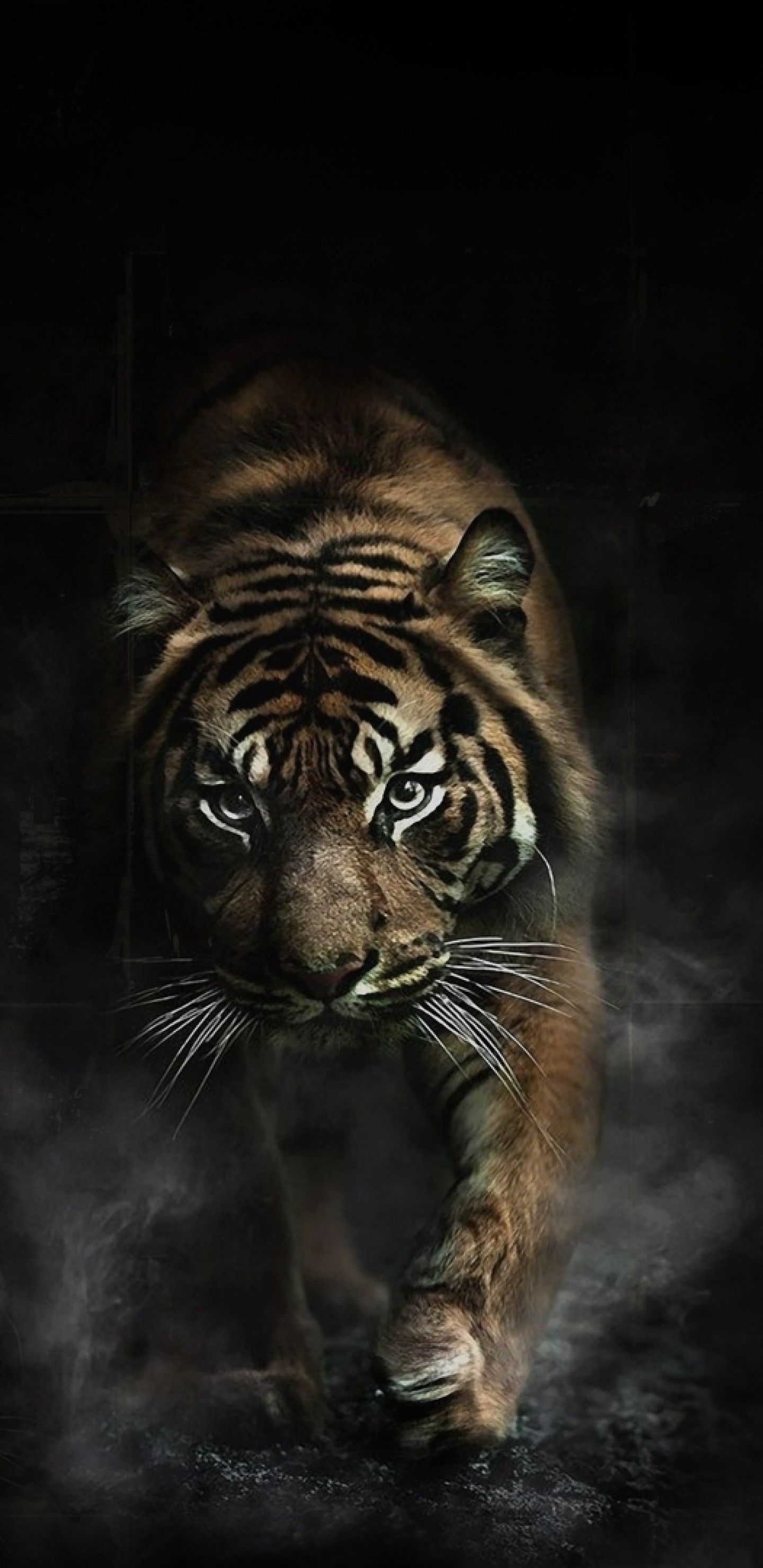 1440x2960 Download  Tiger, Big Cats, Predator Wallpaper, Phone