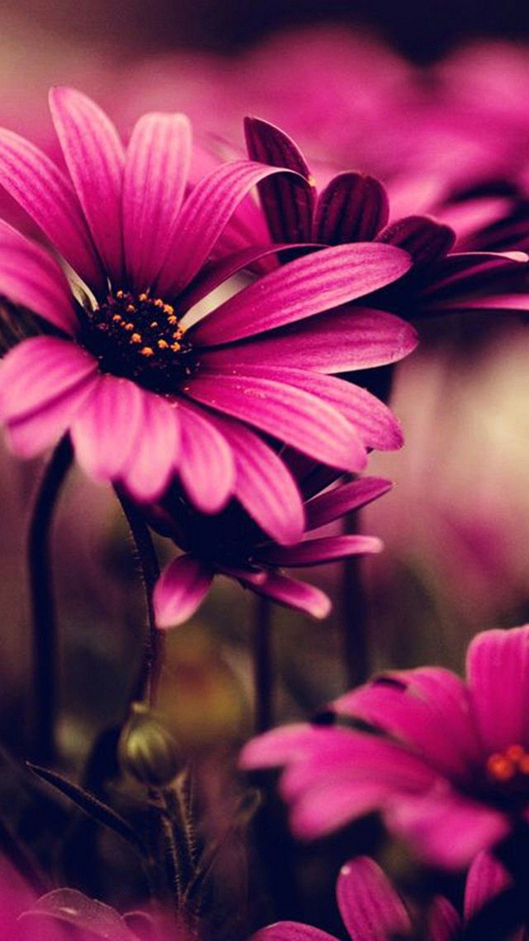 1080x1920 Flowers iPhone Wallpaper, Phone