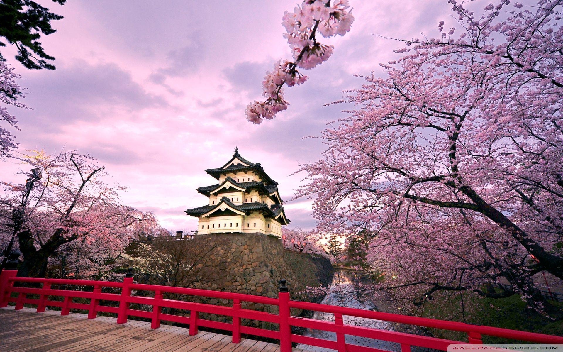 1920x1200 Cherry Blossoms, Japan ❤ 4K HD Desktop Wallpaper for 4K Ultra HD TV, Desktop