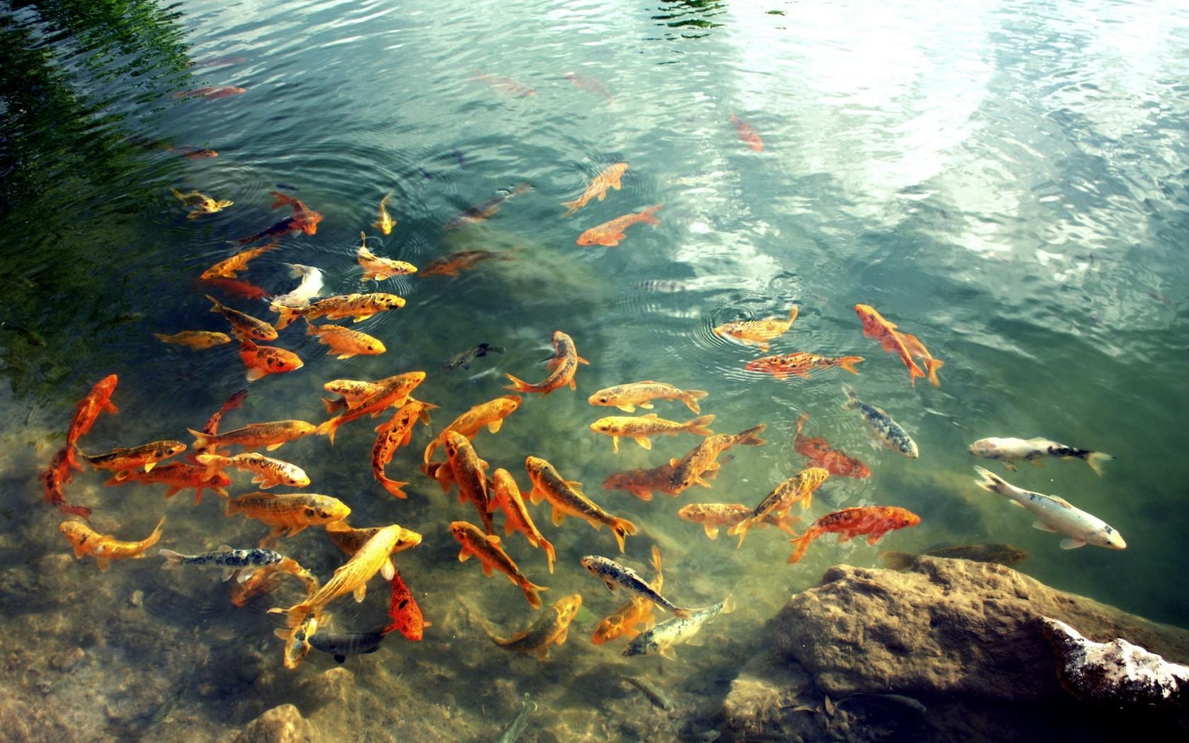 1680x1050 Carp Wallpaper. Carp Wallpaper, Desktop