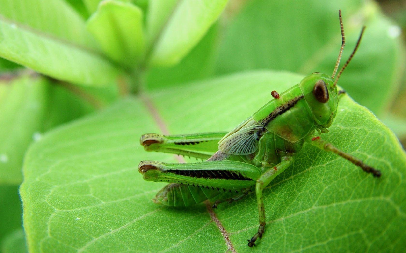 1680x1050 Saltamontes verde - Fondos de pantalla y, Desktop