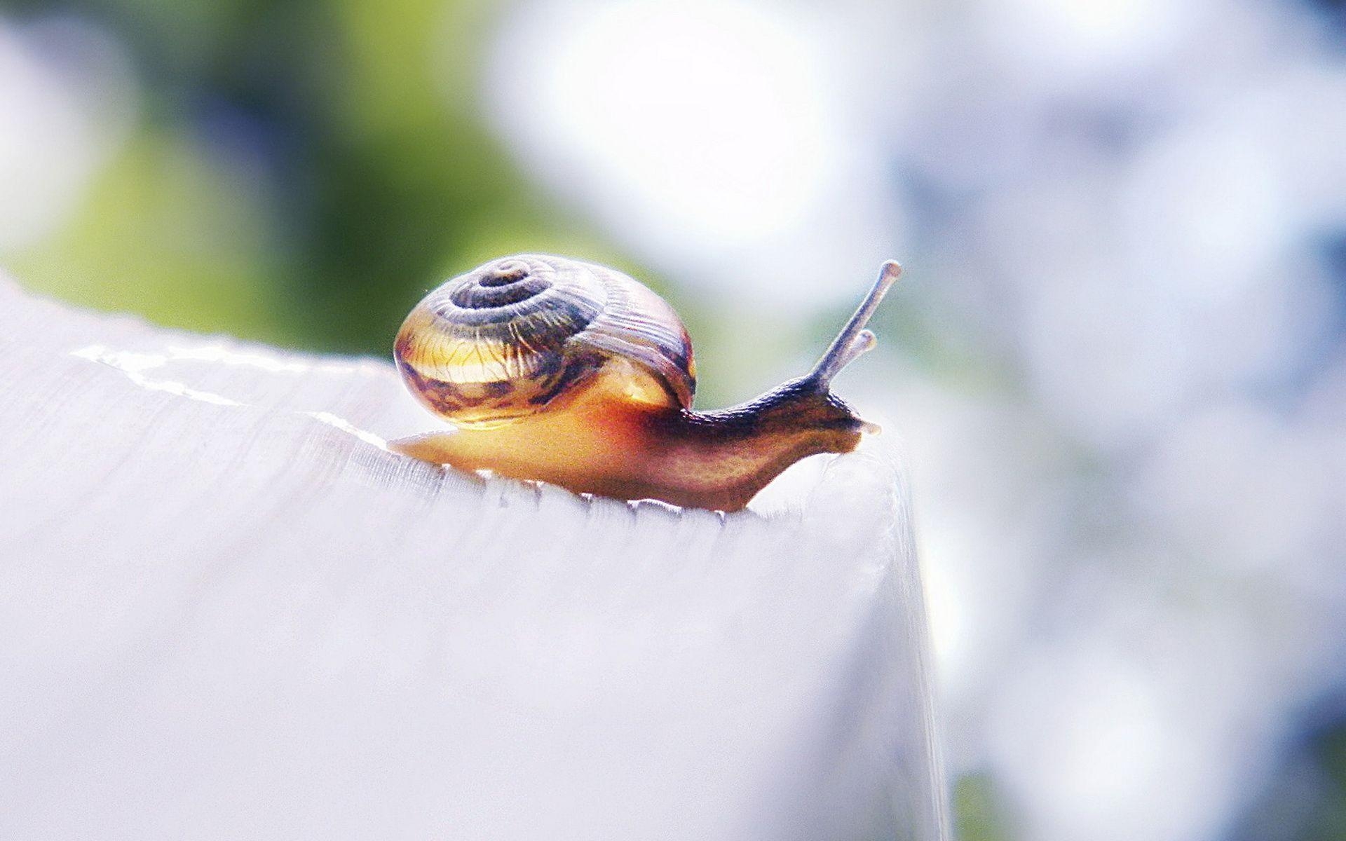 1920x1200 Grape snail wallpaper and image, picture, photo, Desktop