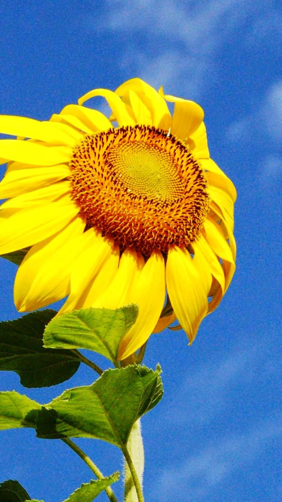 900x1600 iPhone 6 Wallpaper HD: Yellow Sunflower iPhone 6 Wallpaper, Phone