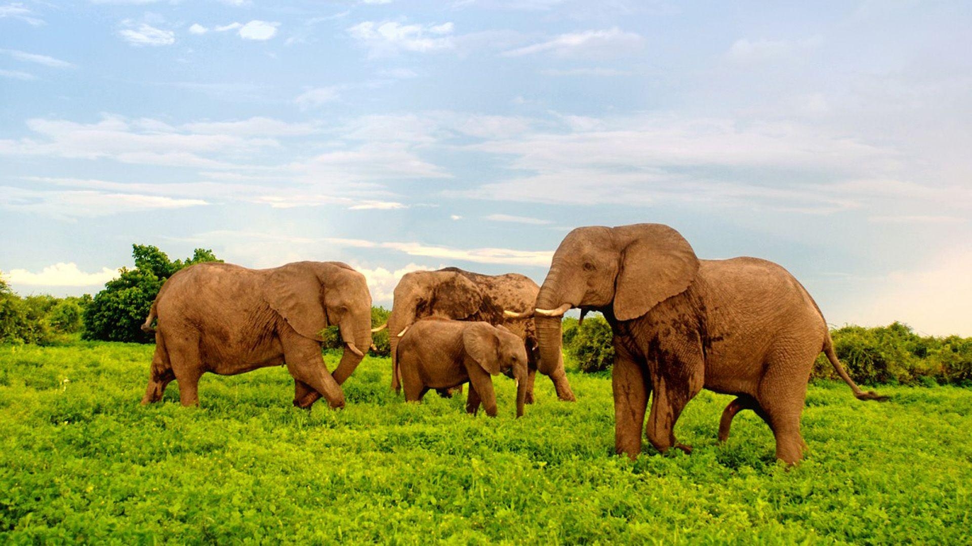 1920x1080 African Elephants In Chobe National Park, Botswana, Africa Desktop, Desktop