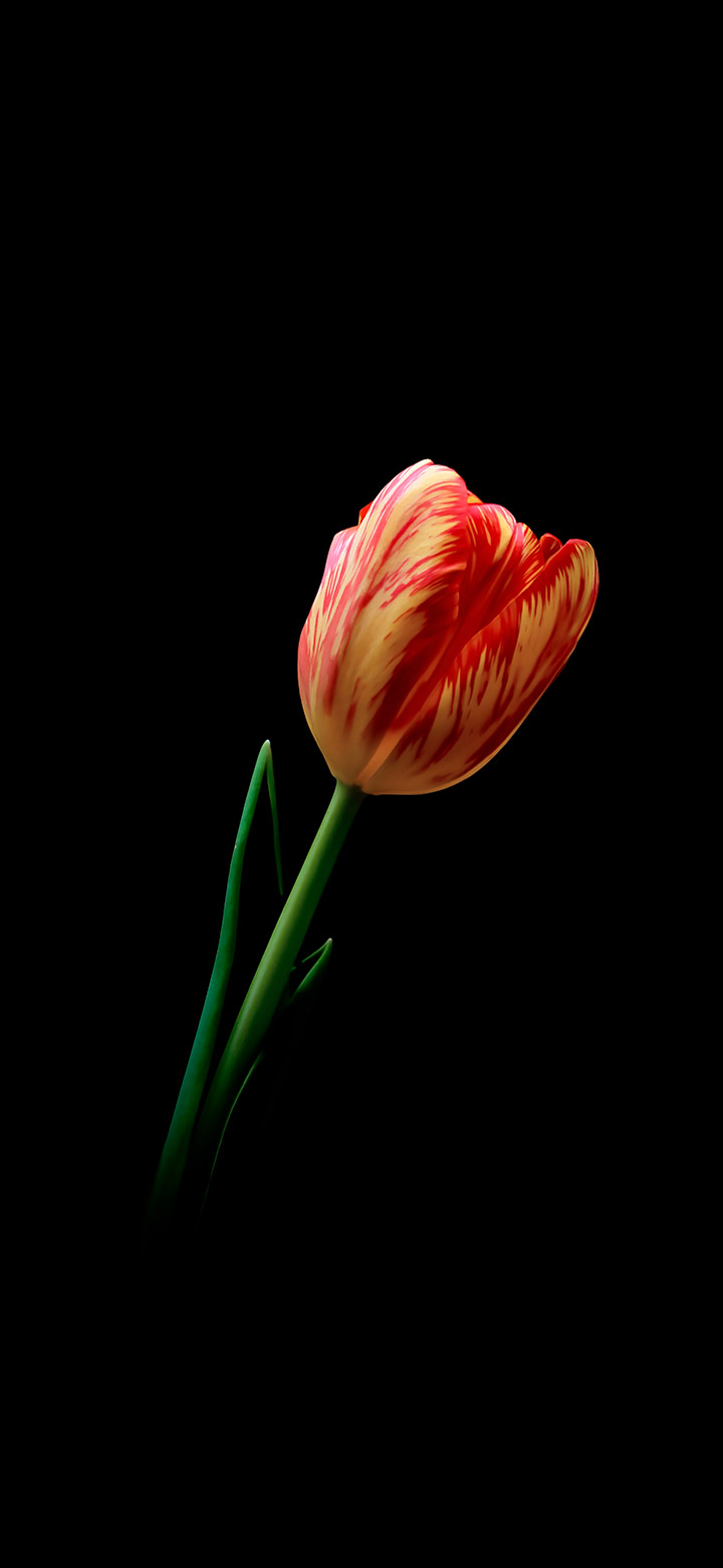 720x1560 Beautiful Tulip Flower 4K Phone Wallpaper, Phone