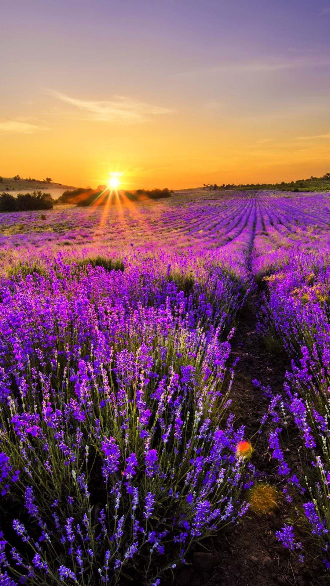 1080x1920 Lavender World #iPhone #plus #Wallpaper. Nature photography, Beautiful landscapes, Nature wallpaper, Phone