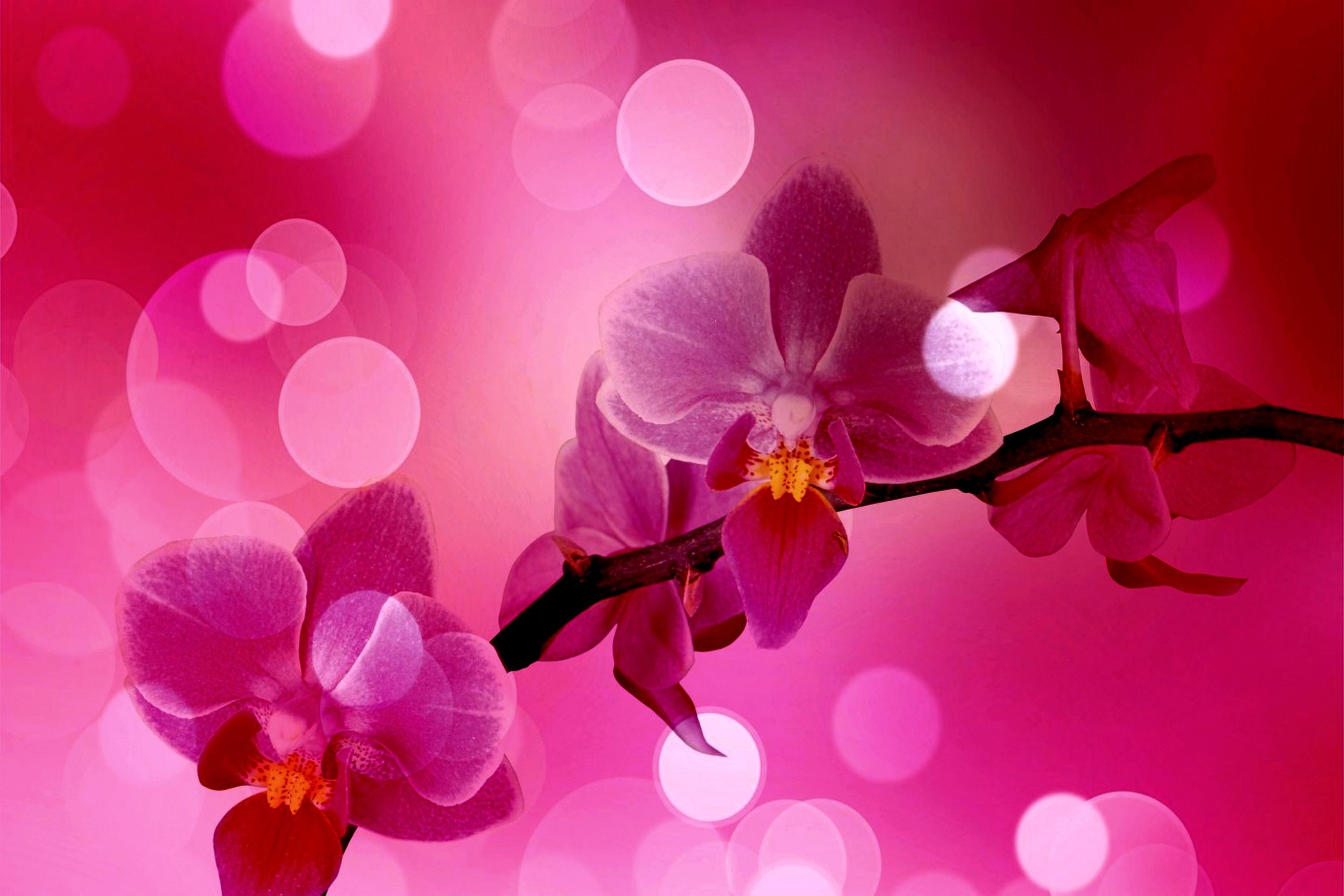 3000x2000 Free download PINK ORCHID WALLPAPER 131713 HD Wallpaper, Desktop