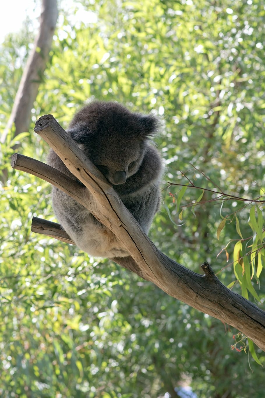 910x1370 HD wallpaper: koala, koala bear, sleeping, cute, animal, wildlife, mammal, Phone