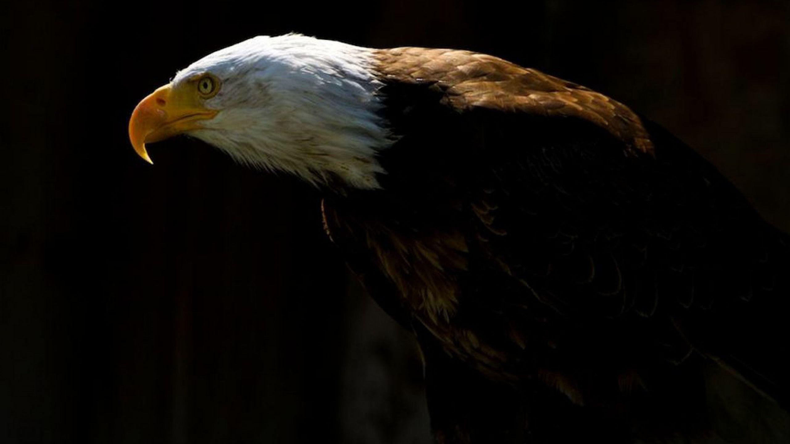 2560x1440 Bald Eagle Wallpaper HD 19761, Desktop