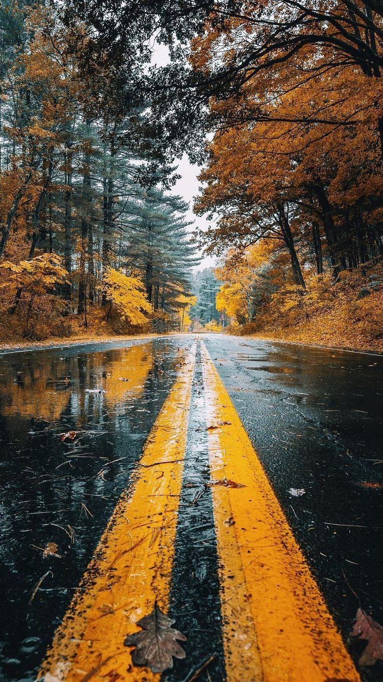 760x1350 Autumn Road Rainfall Trees IPhone Wallpaper. Fotografia De, Phone