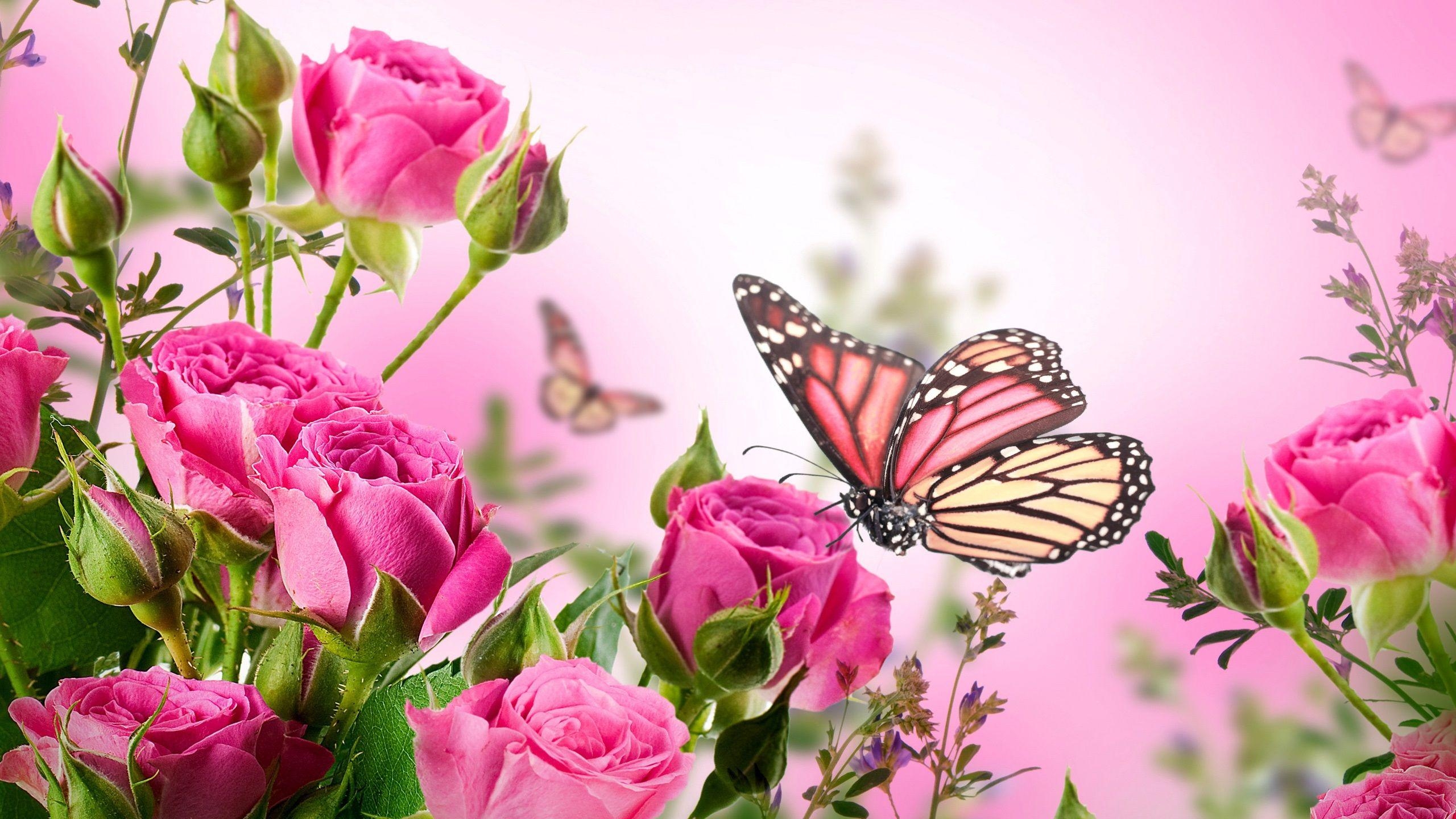 2560x1440 Purple Rose clipart real butterfly and in color purple rose, Desktop