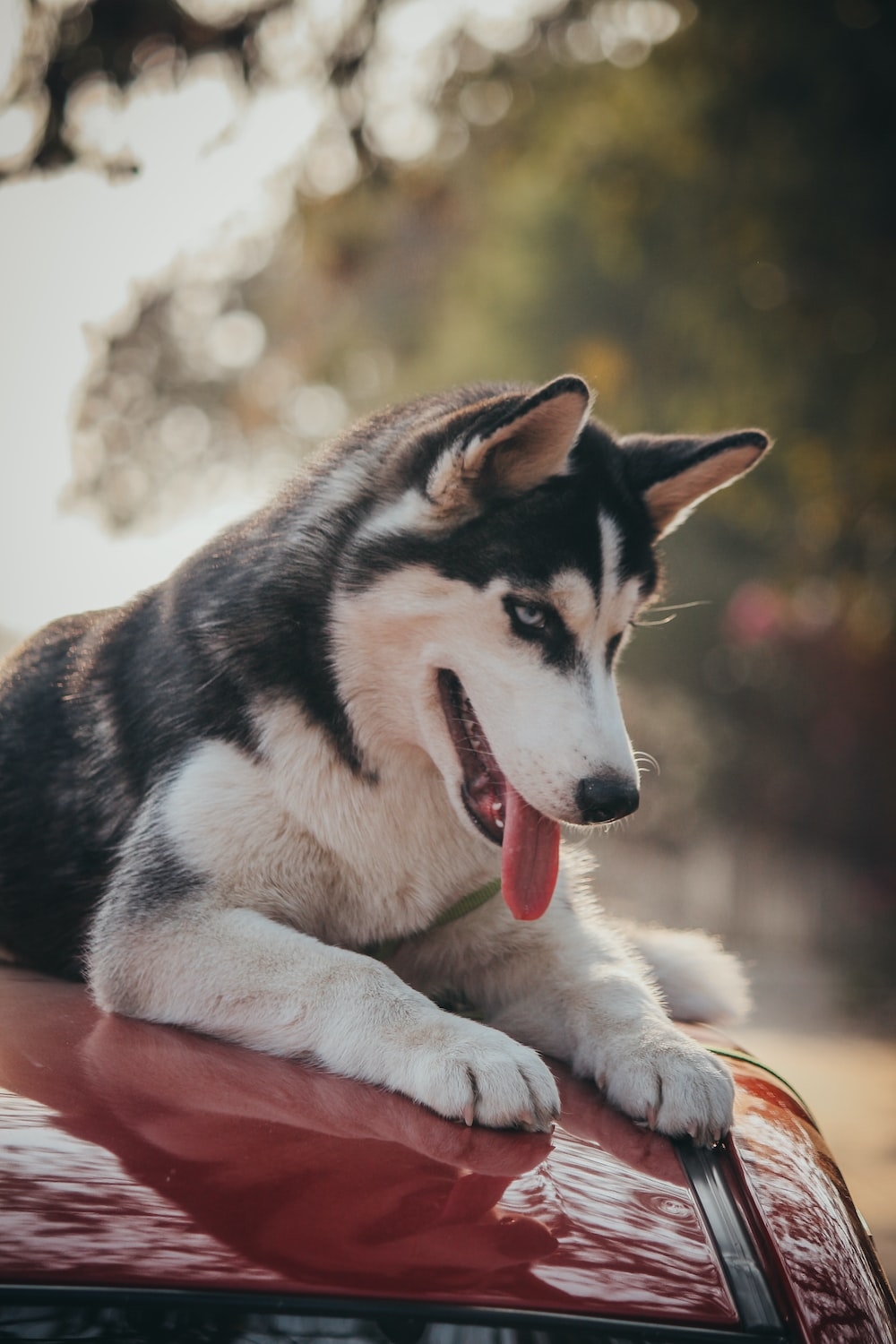 1000x1500 Husky 4K Picture [HD]. Download Free Image, Phone