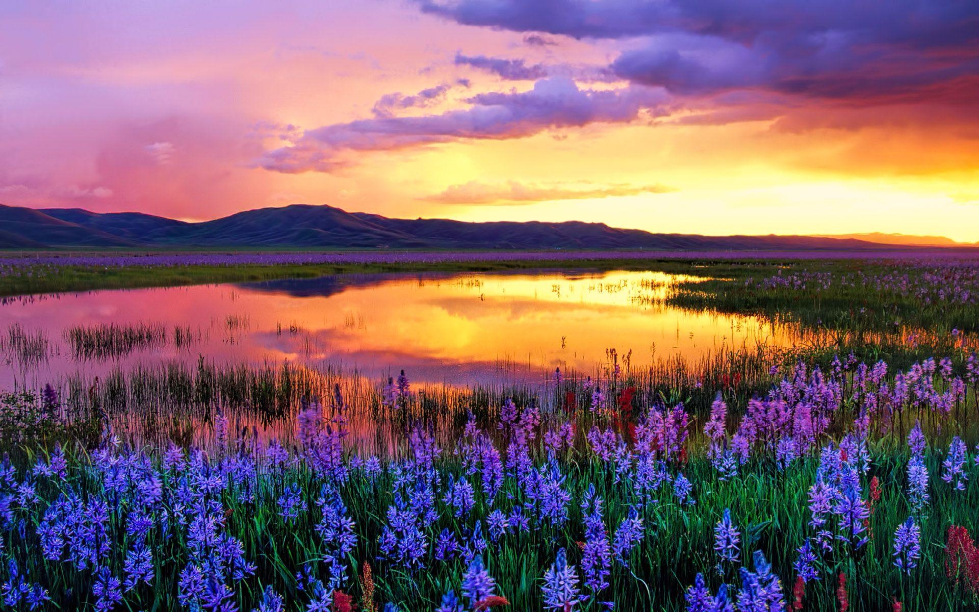 1920x1200 Camas Prairie at Sunset, Idaho, USA widescreen wallpaper. Wide, Desktop