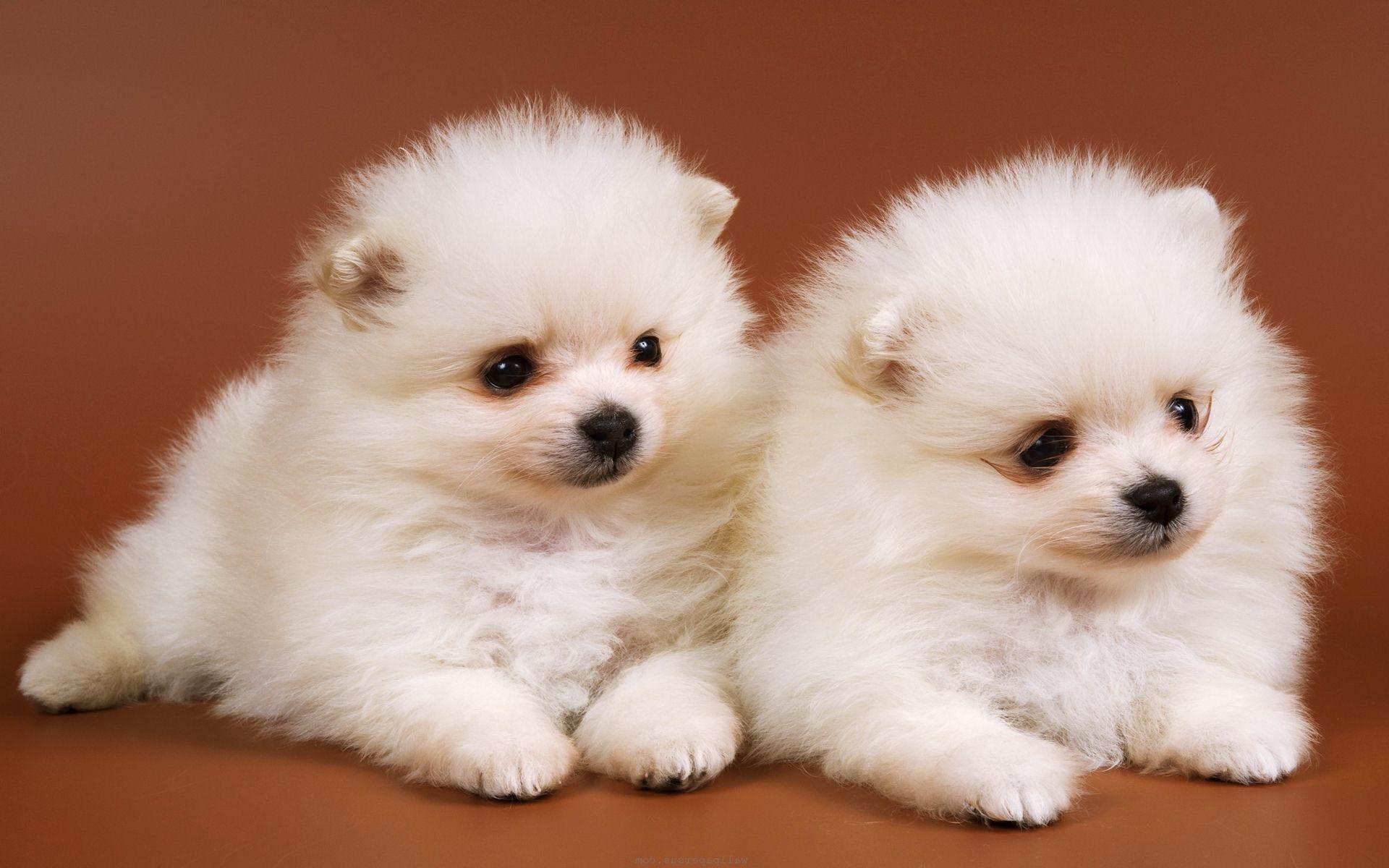 1920x1200 px Baby Dog Wallpaper, Desktop