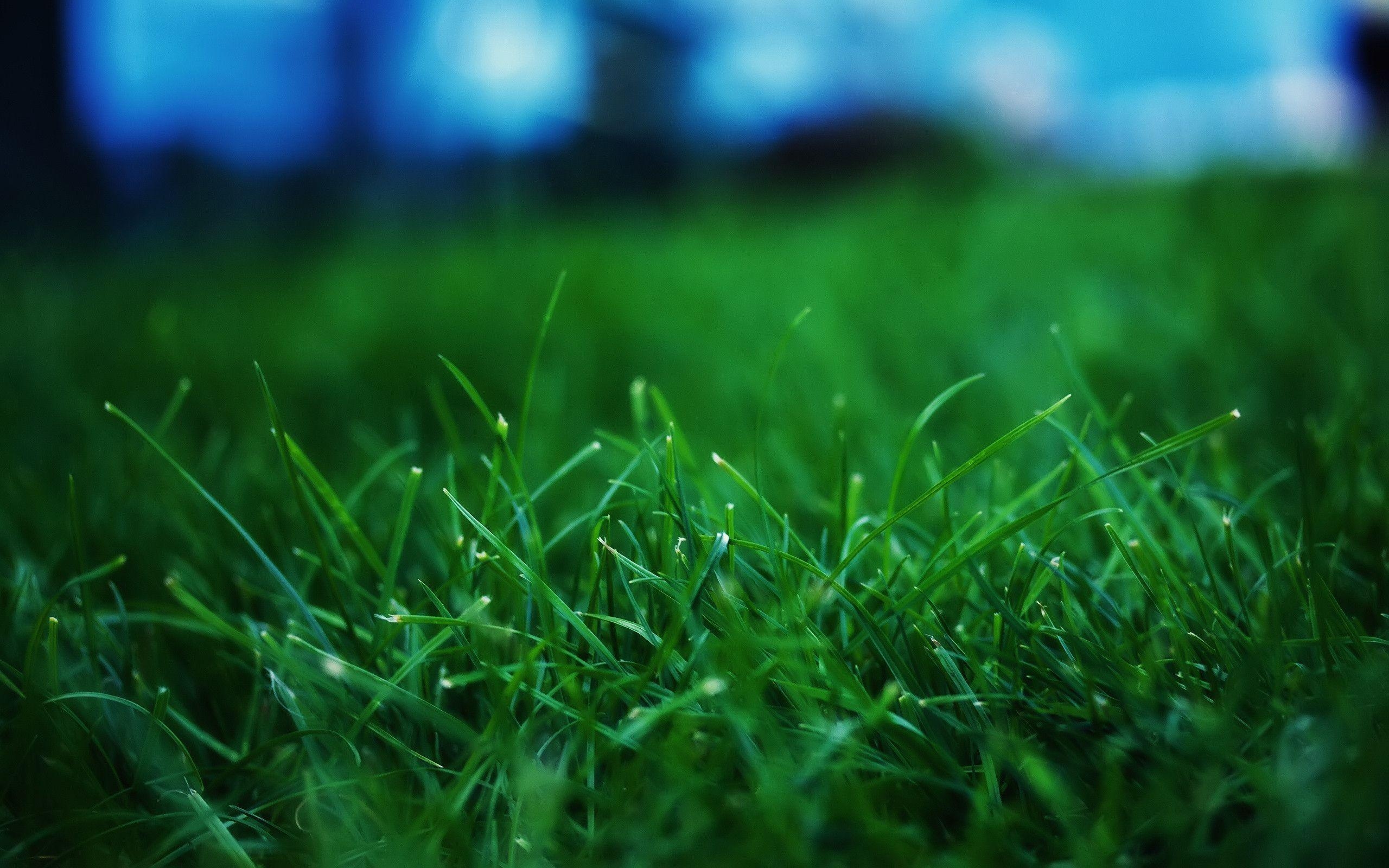 2560x1600 grass wallpaper, Desktop