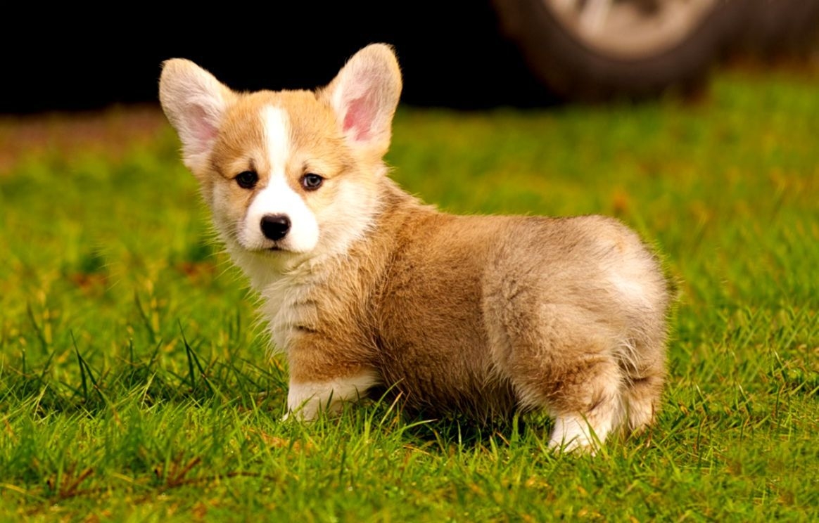 1170x750 Corgi Puppy Wallpaper, Desktop